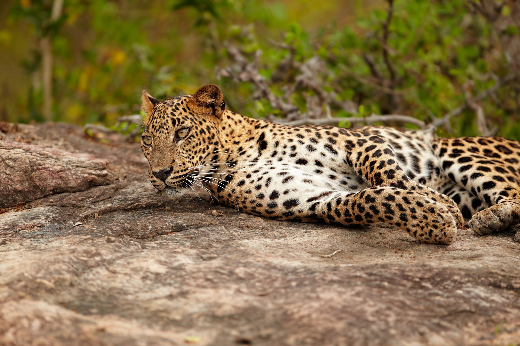 Sri Lanka Leopard