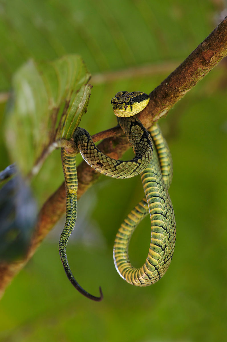 Sri Lankan Pit Viper