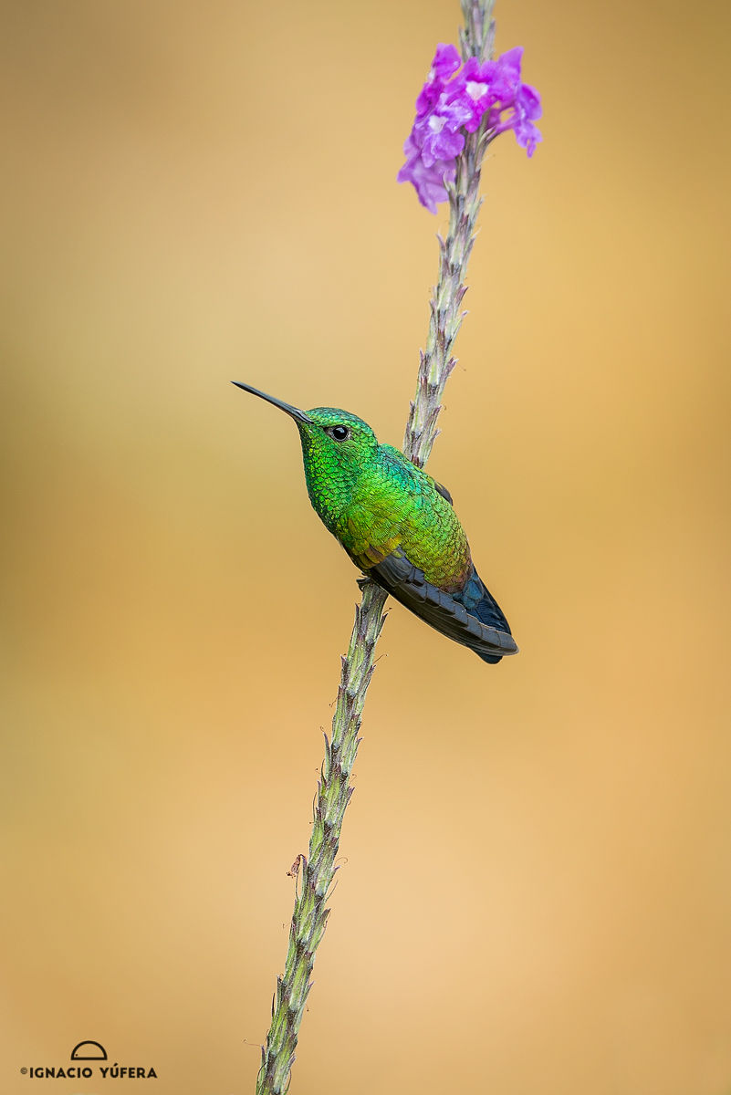 Steely-vented hummingbird