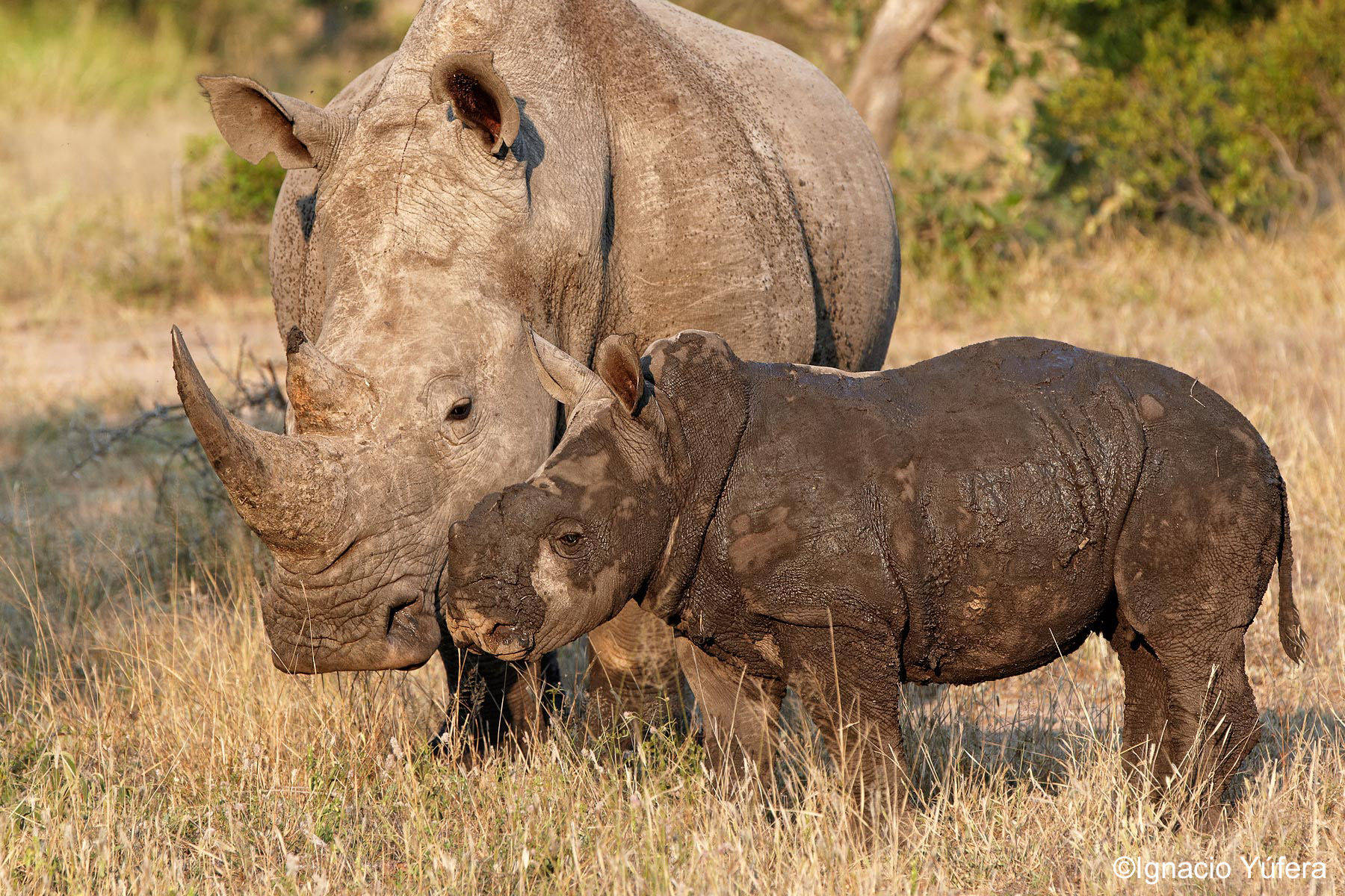 white rhino with calf