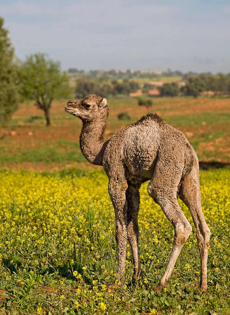 Young Dromedary