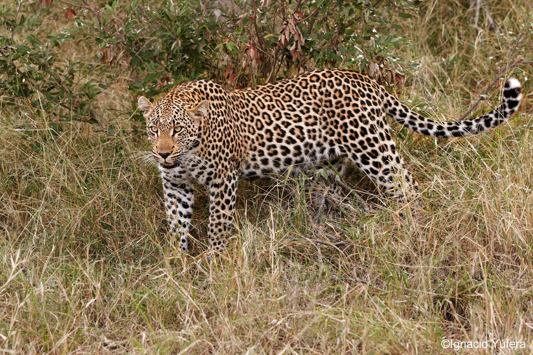young male leopard