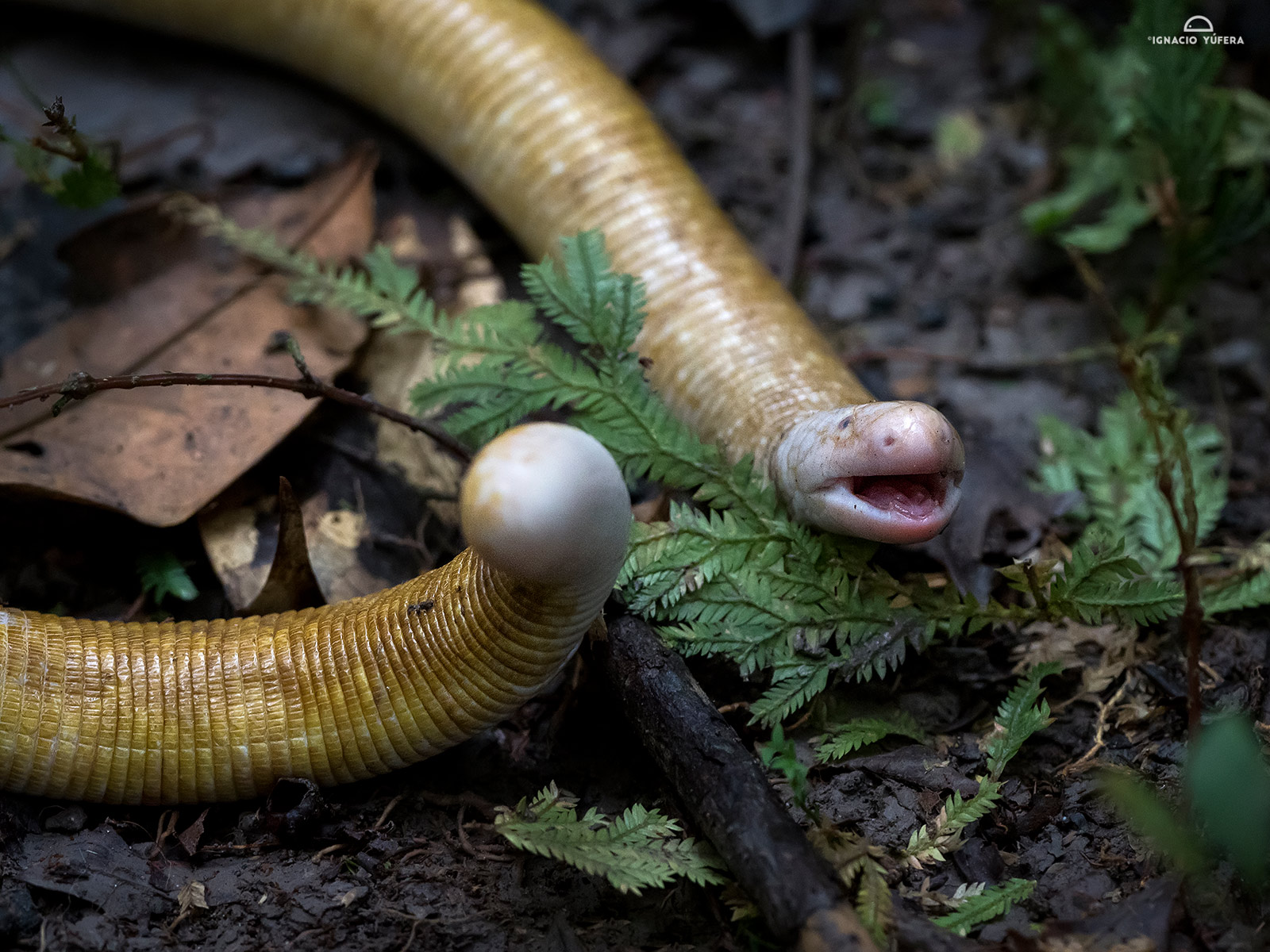 Giant worm-lizard (Amphisbaena alba) in defensive attitude, Amazonas, Brazil