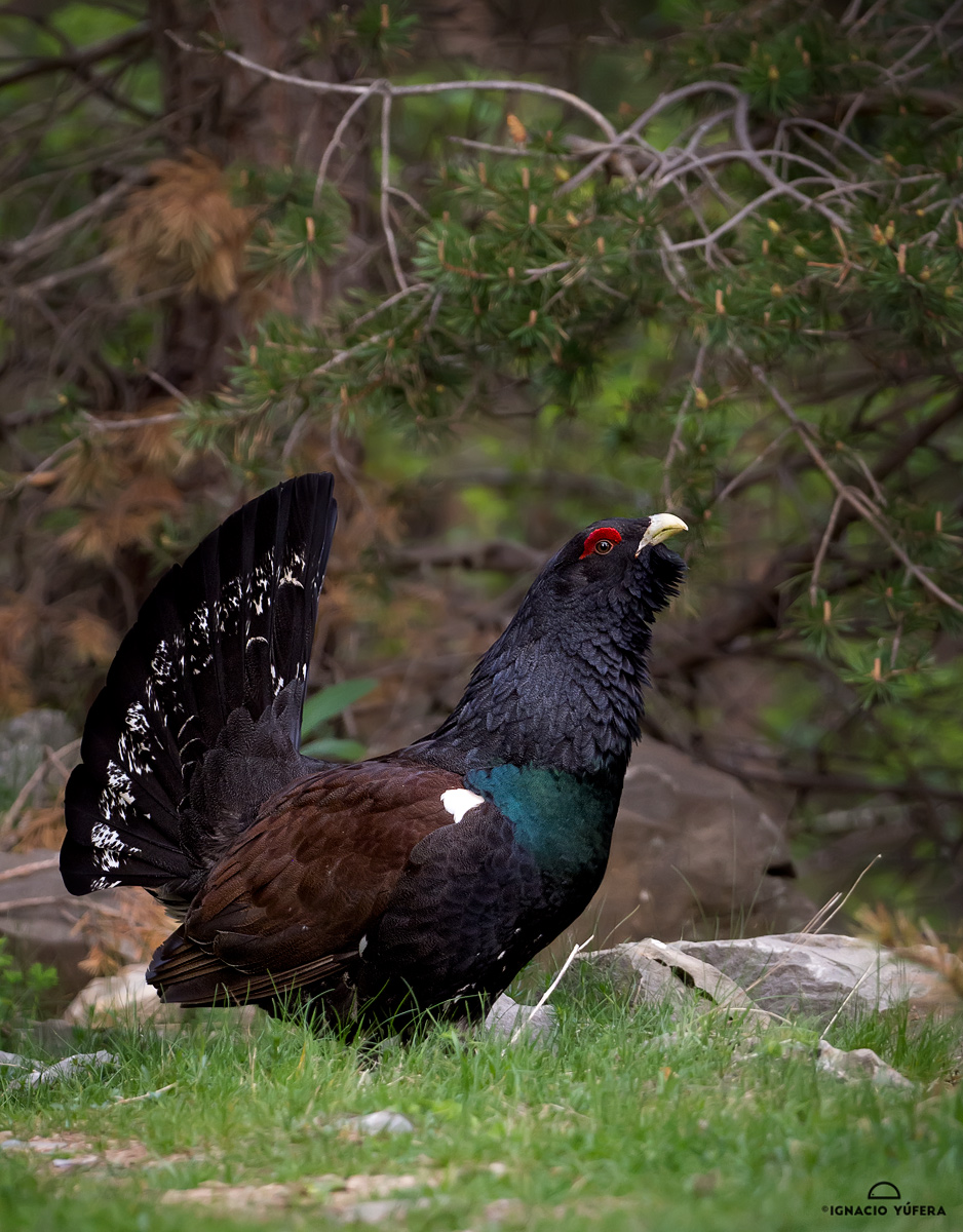 Western Capercaillie (Tetrao urogallus), male, Spanish Pyrenees.