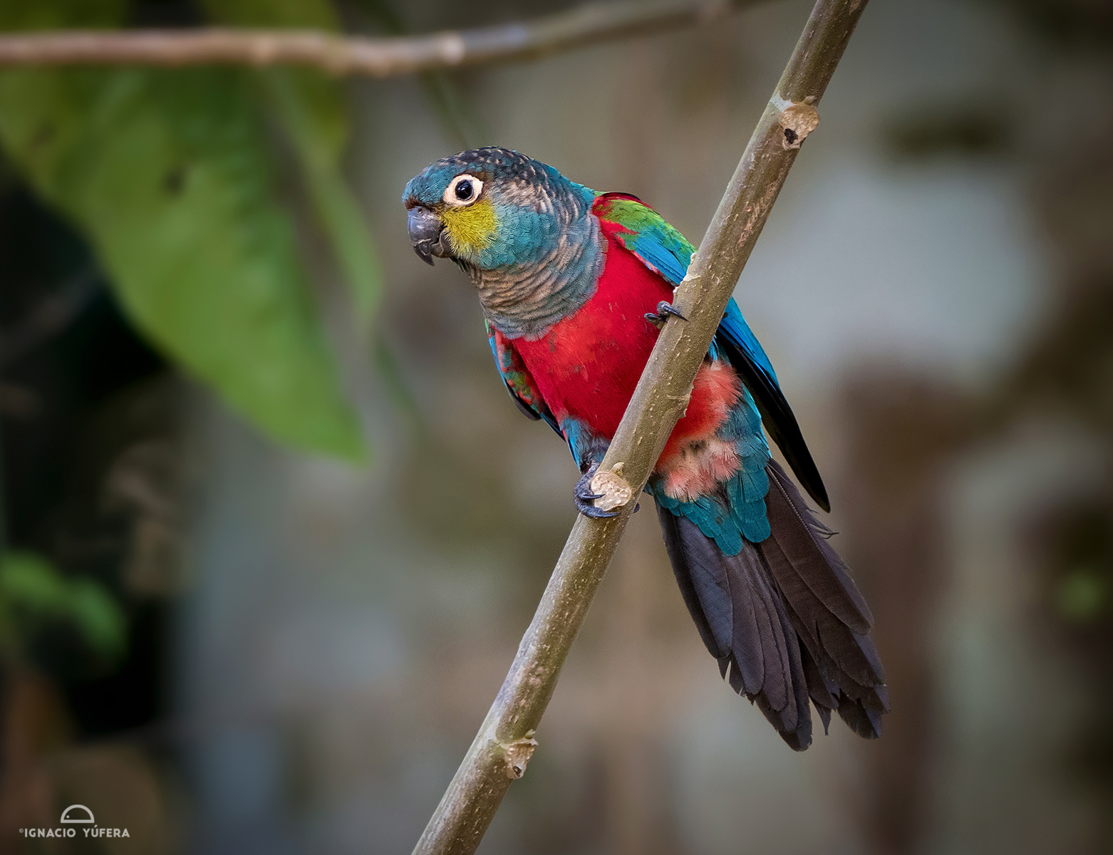 Crimson-bellied parakeet