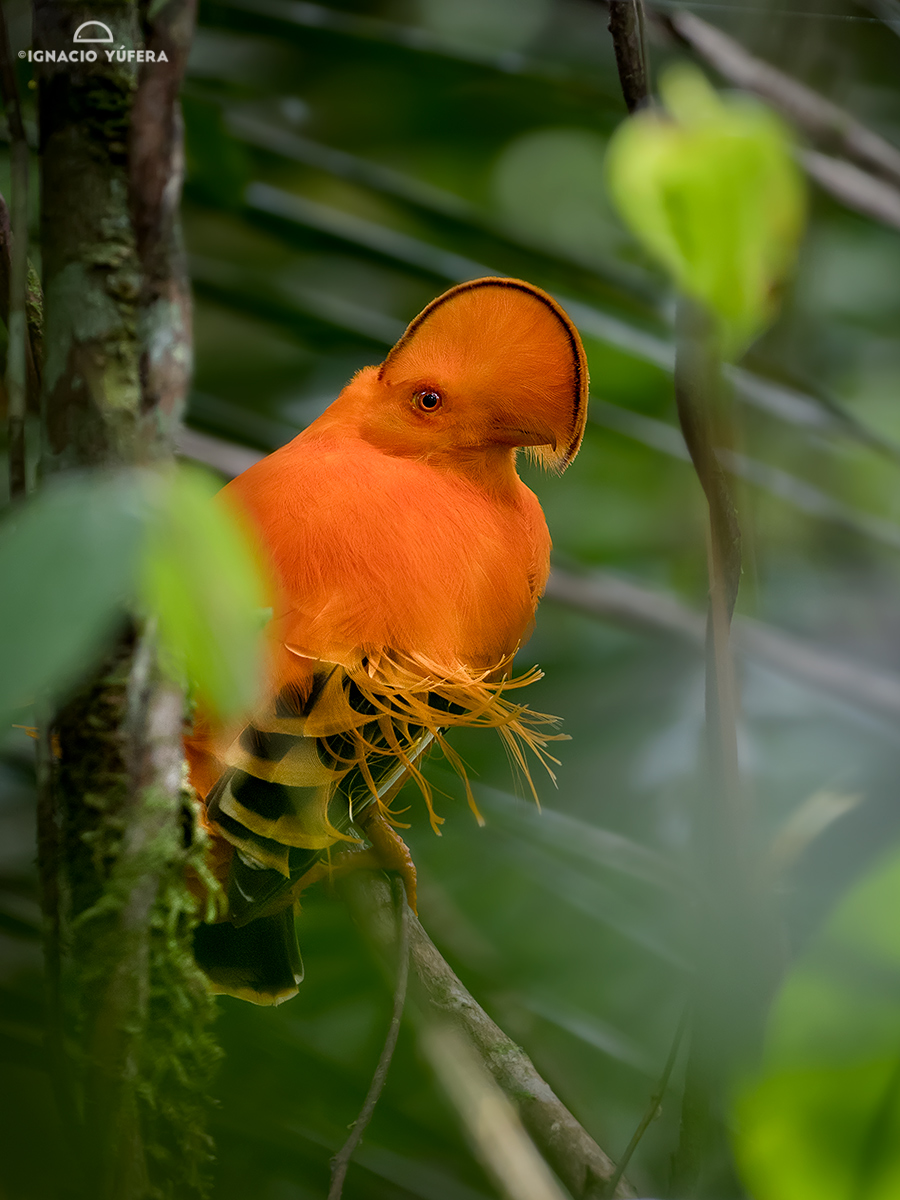 Guianan Cock-of-the-Rock (Rupicola rupicola)