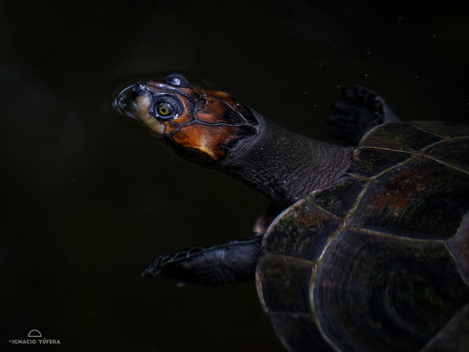 Arrau turtle (Podocnemys expansa)