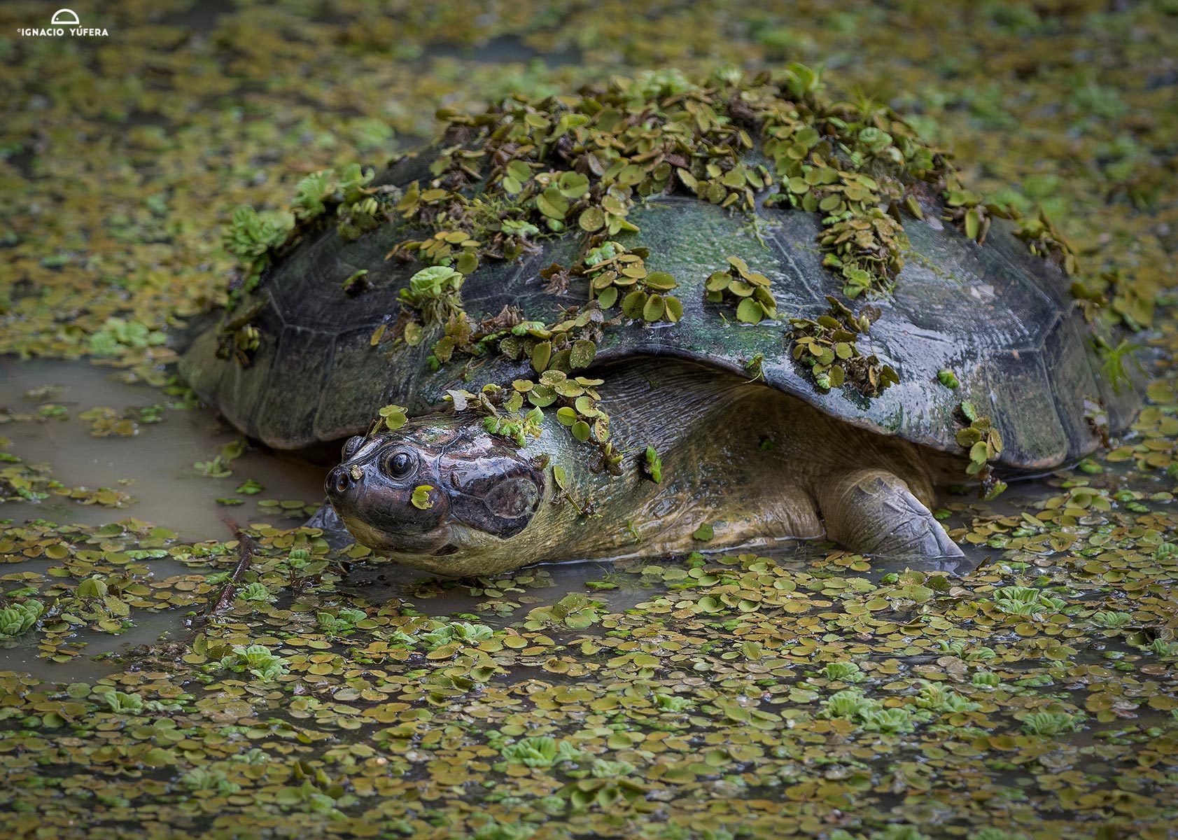 Arrau turtle (Podocnemys expansa)