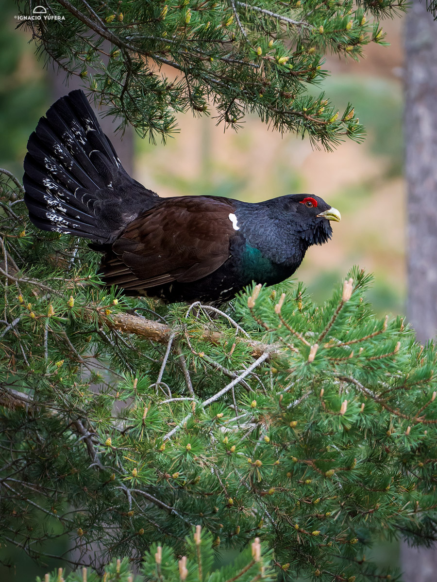 Western Capercaillie (Tetrao urogallus), male, Spanish Pyrenees.