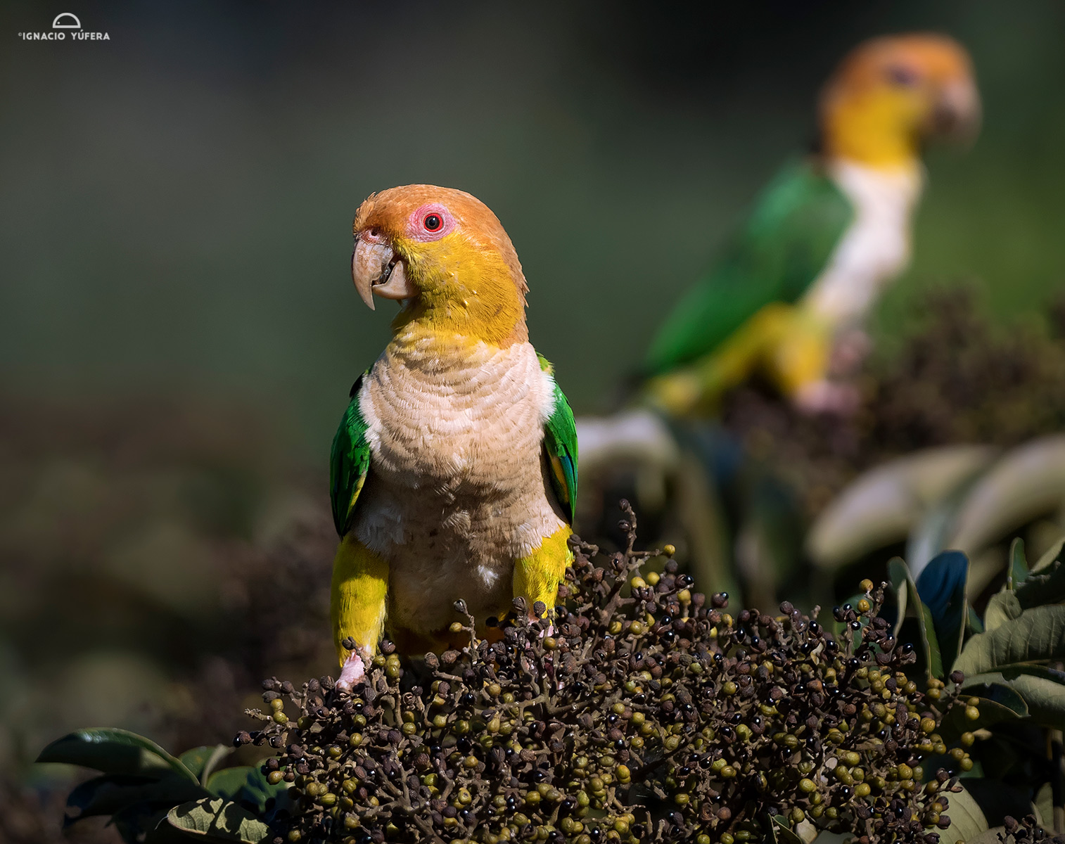 Yellow-tailed parrots