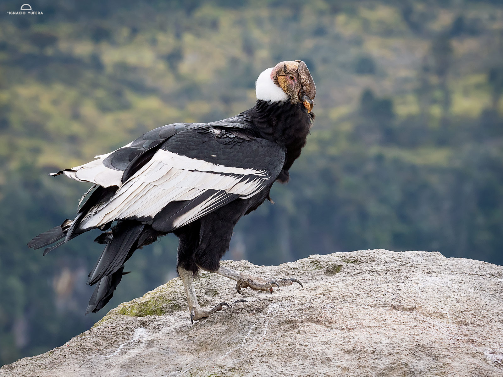 Andean Condor (Vultur gryphus), adult male, Cauca, Colombia