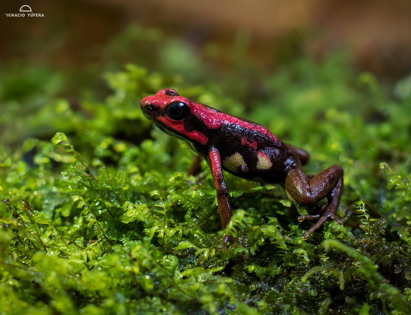Andean poison-arrow frog (Andinobates bombetes), Barbas-Bremen, Colombia