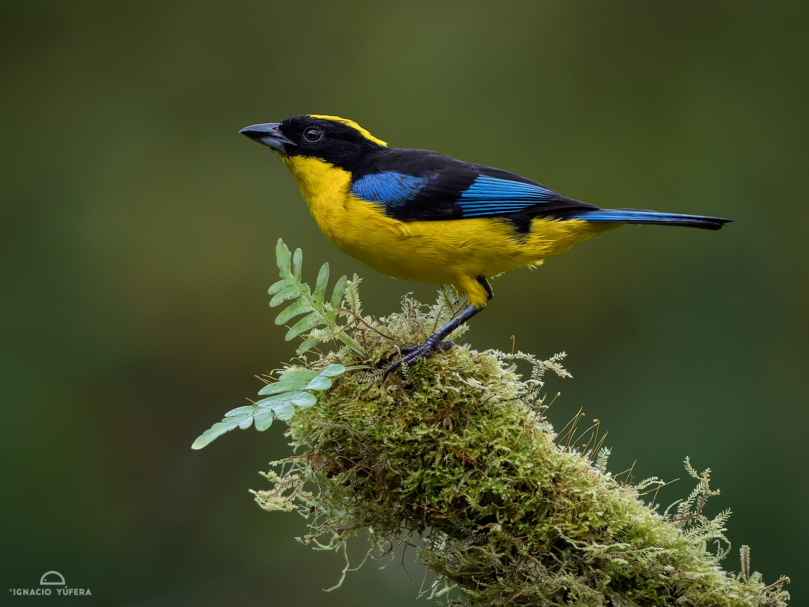 Blue-winged Mountain Tanager (Anisognathus somptuosus)
