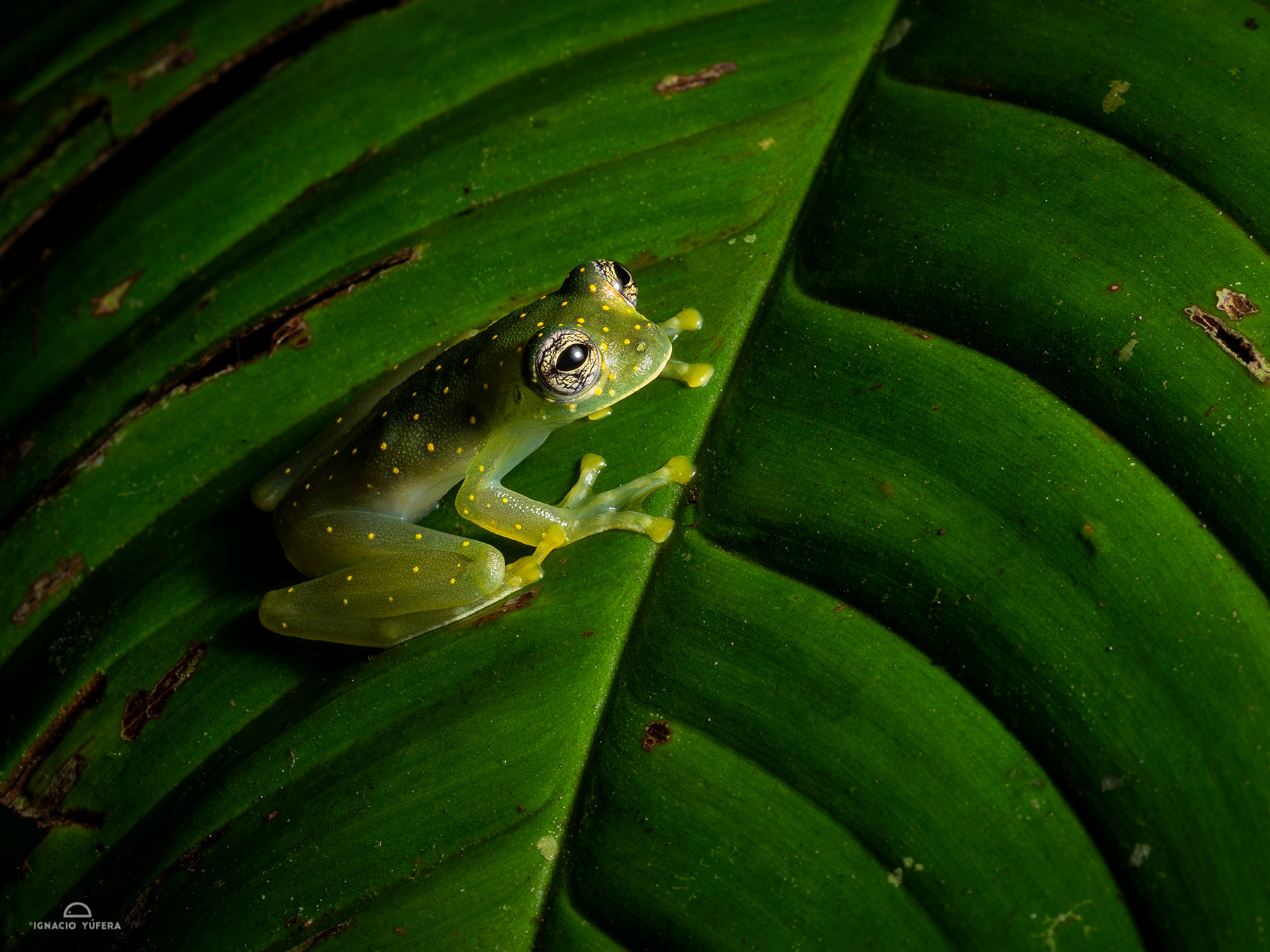 Cascade Glass Frog (Sachatamia albomaculata), Nusagandi, Panama, July
