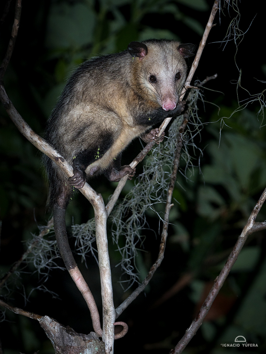 Common Opossum (Didelphis marsupialis)