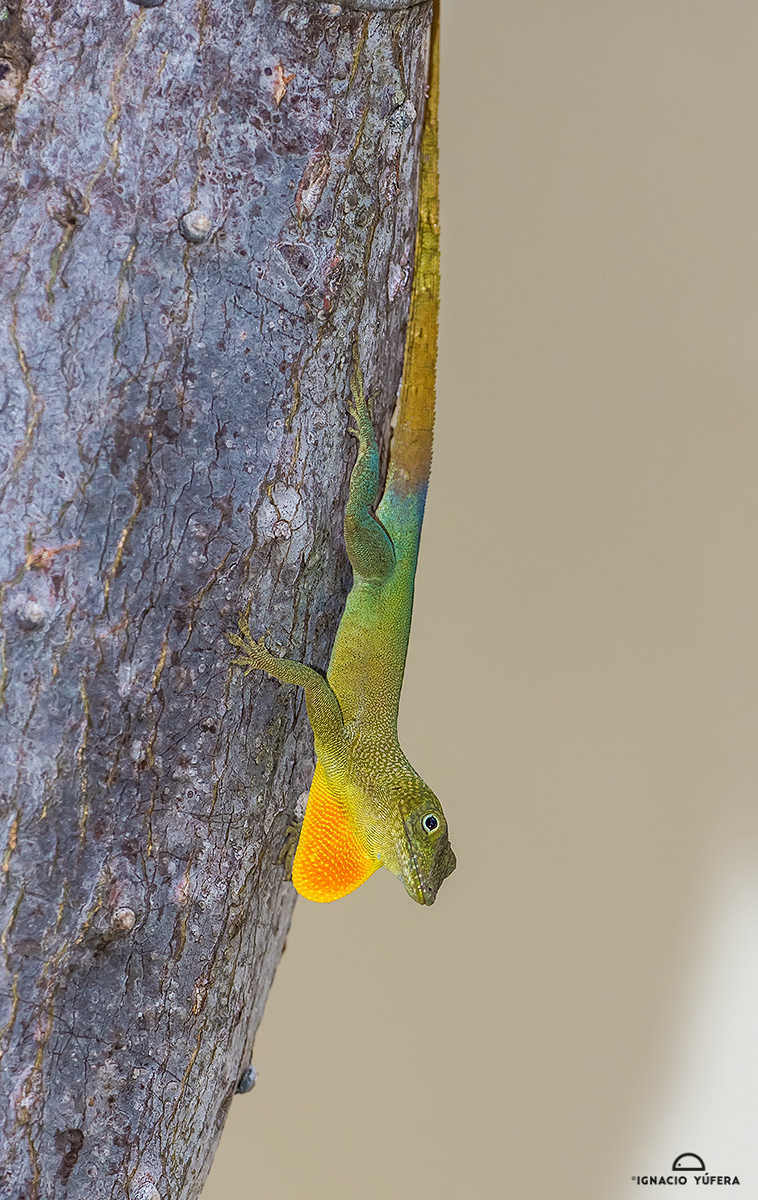 Turquoise Anole (Anolis grahami), male in display, Robin's Bay, Jamaica