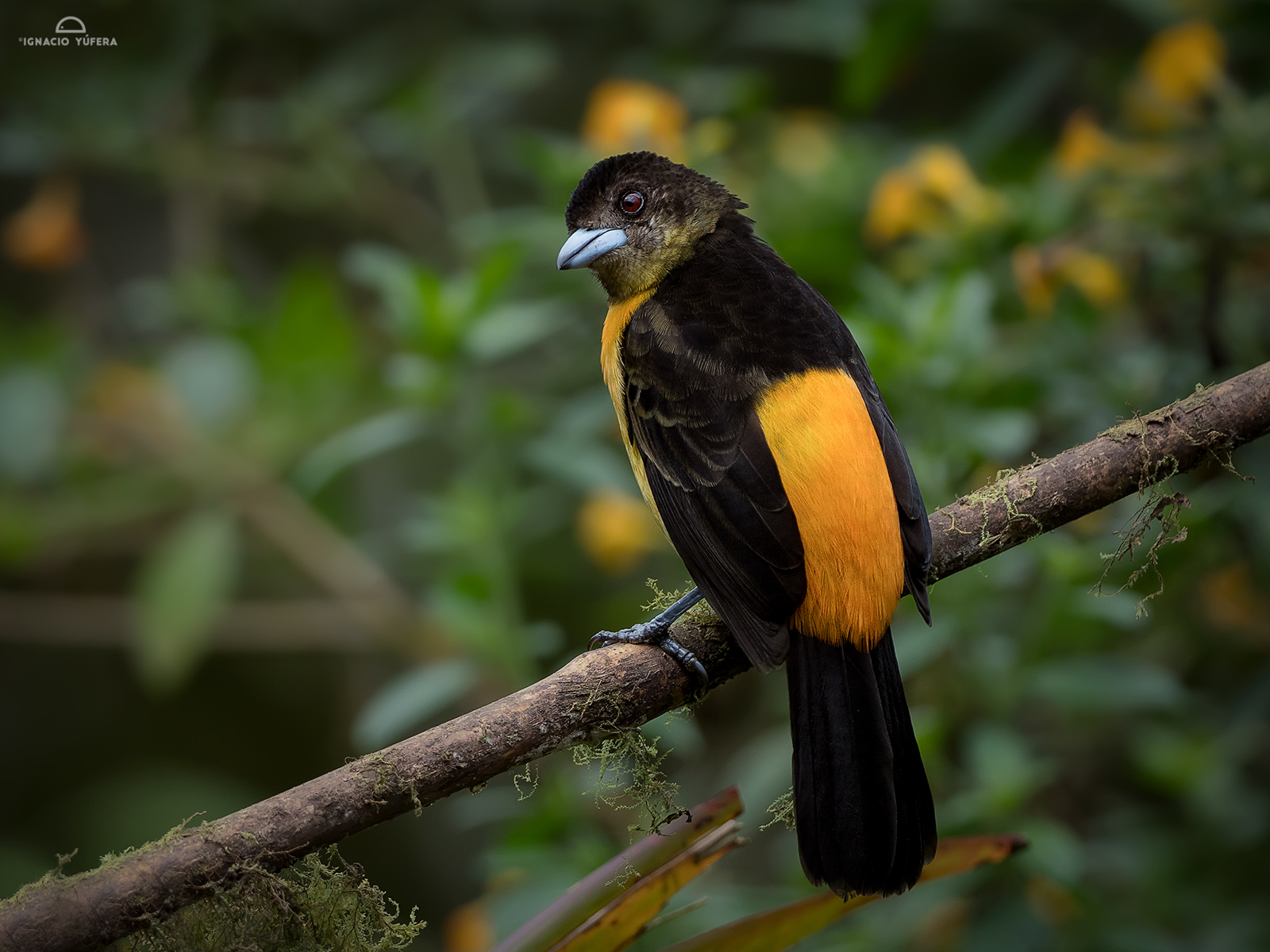 Flame-rumped Tanagers (Ramphocelus flammigerus), female, Cauca Valley, Colombia