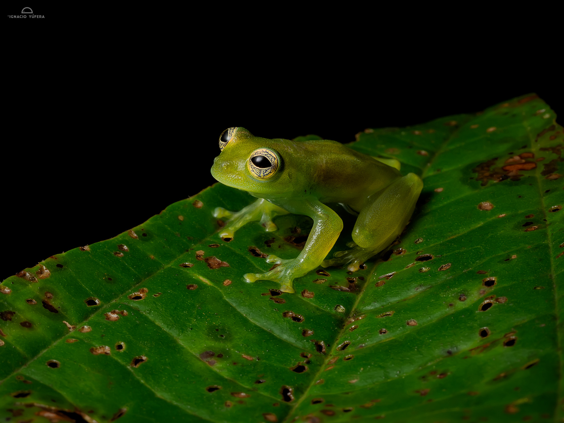 Dwarf Glass Frog (Cochranella spinosa), Nusagandi, Panama, July