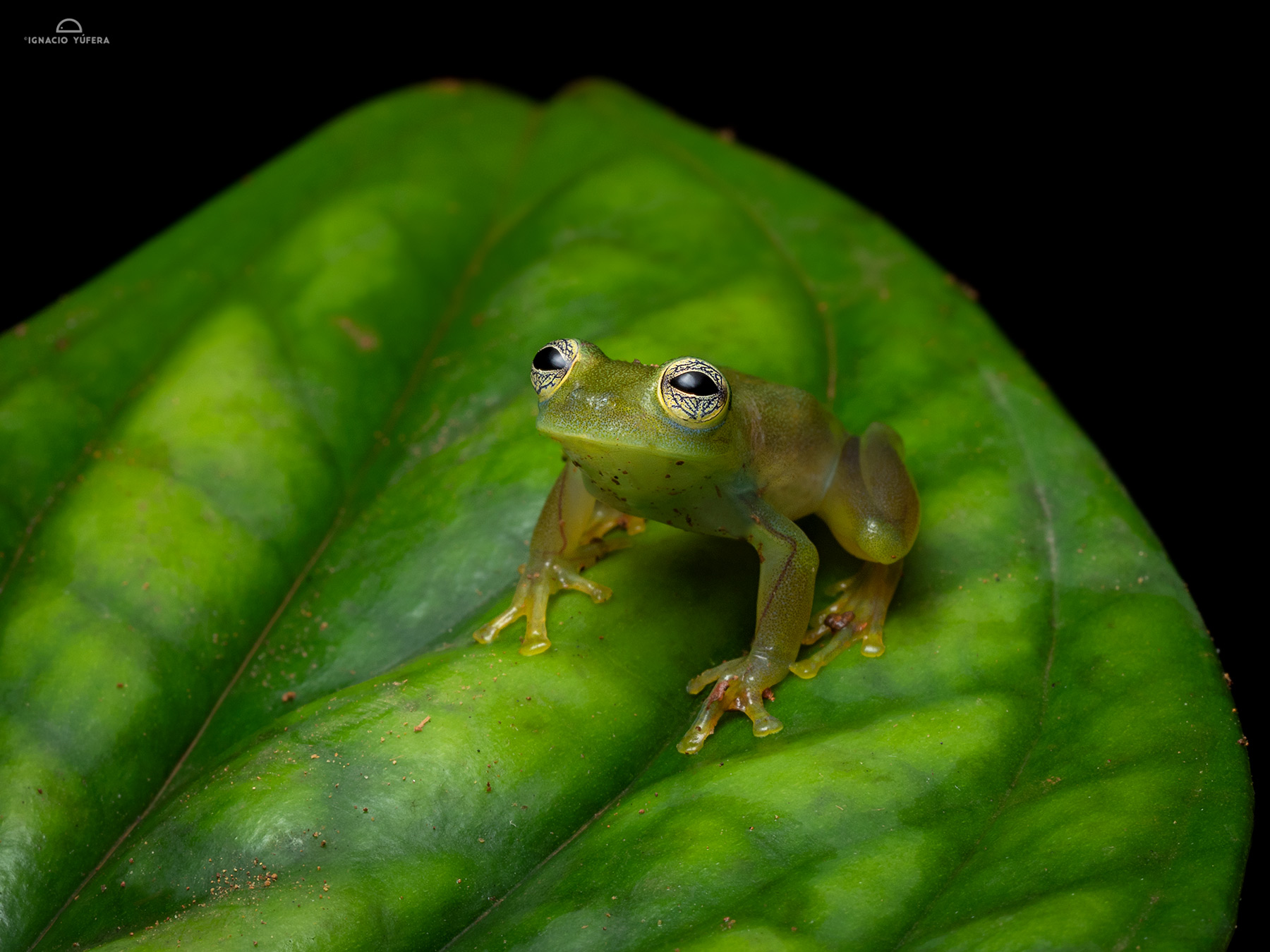 Dwarf Glass Frog (Cochranella spinosa), Nusagandi, Panama, July