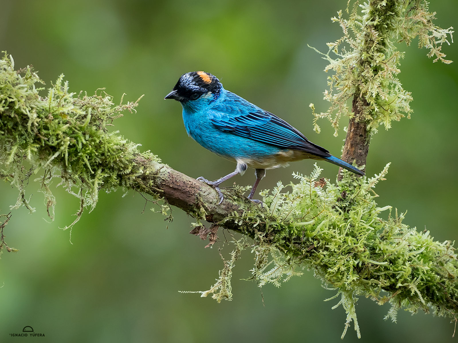 Golden-naped Tanager (Tangara ruficervix), Cauca Valley, Colombia