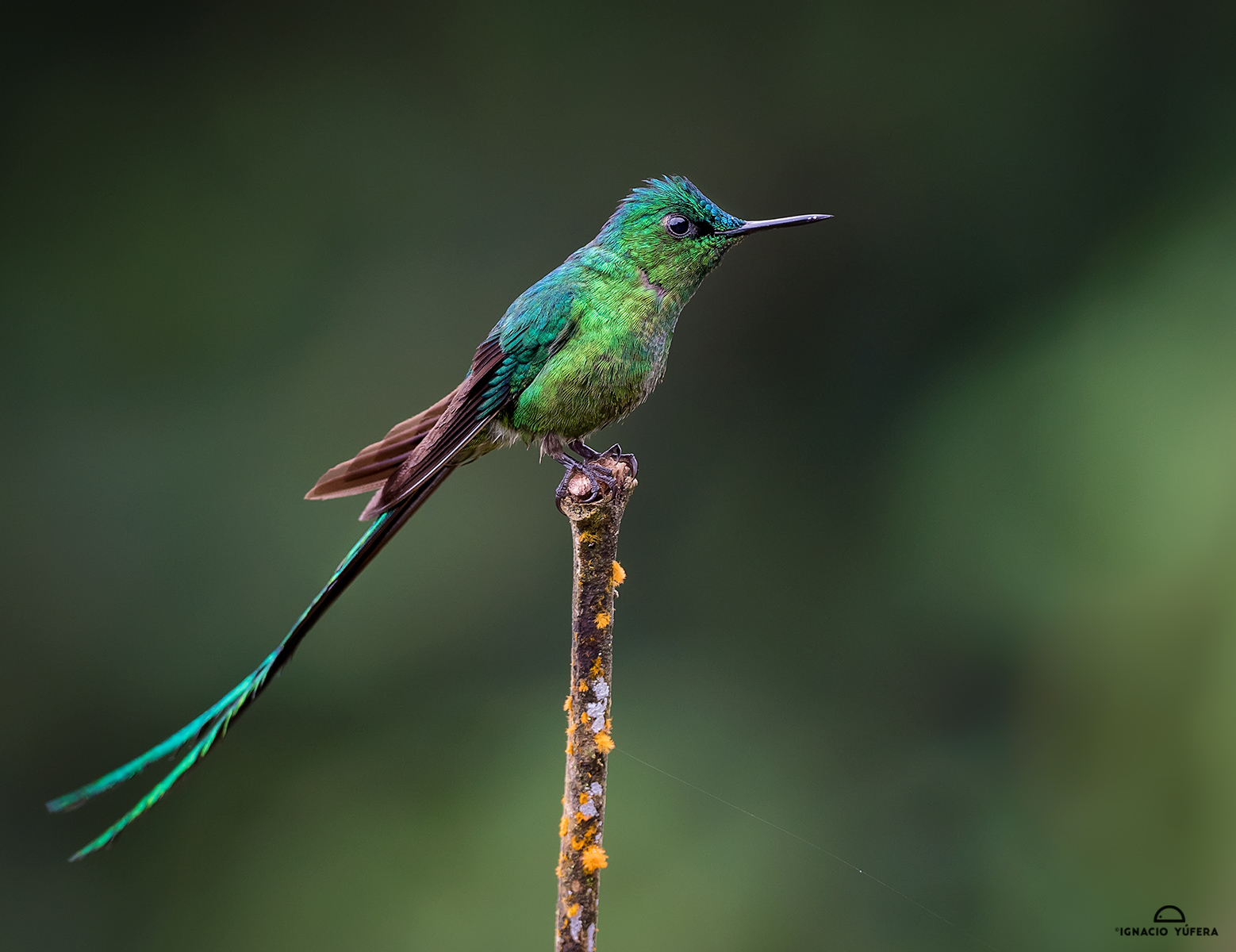Long-tailed Sylph (Aglaiocercus kingii), female, cauca valley, Colombia