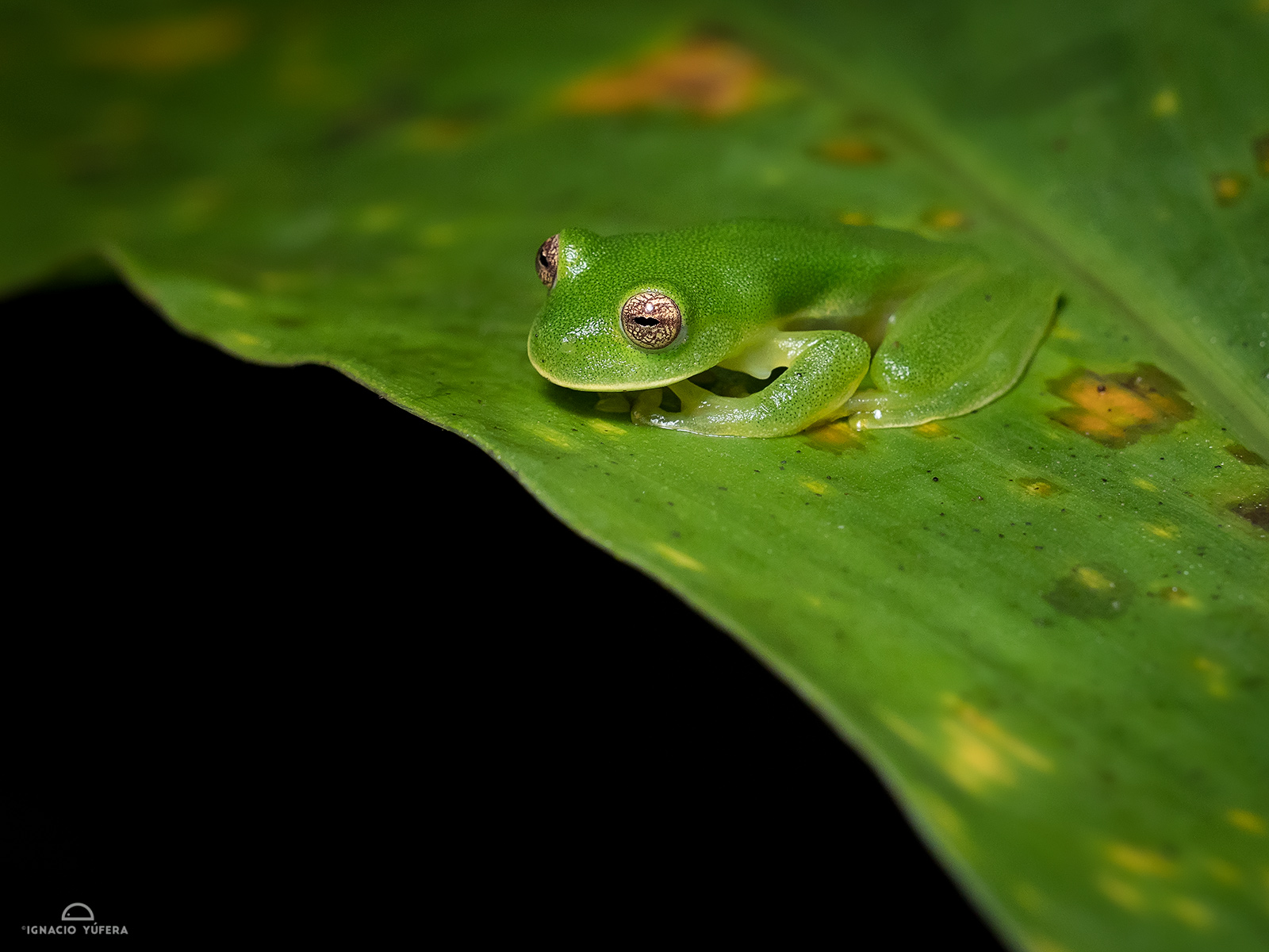 Magdalena Giant Glass-frog (Ikakogi tayrona), Sierra Nevada de Santa Marta, Colombia