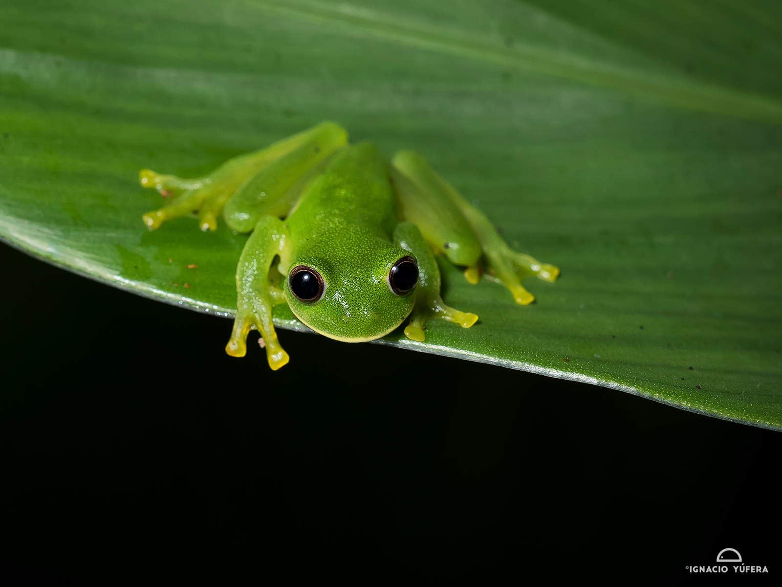 Magdalena Giant Glass-frog (Ikakogi tayrona), Sierra Nevada de Santa Marta, Colombia