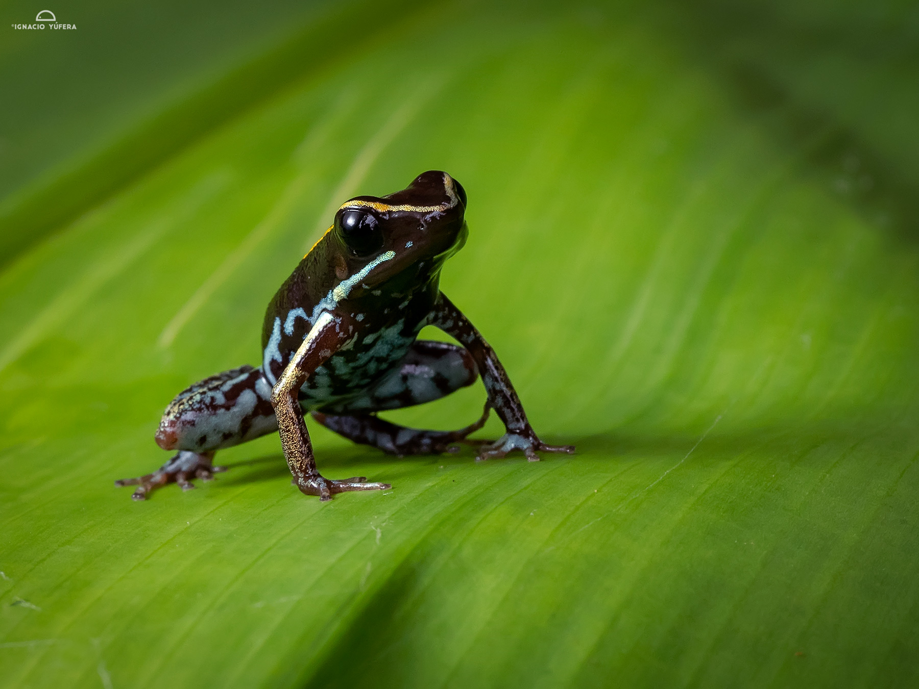 Lovely Poison Dart Frog (Phyllobates lugubris), Fortuna, Panama, June