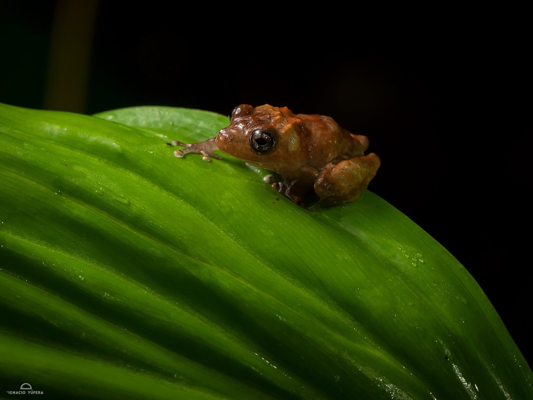 Robber frog (Pristimantis pardalis), Fortuna, Panama