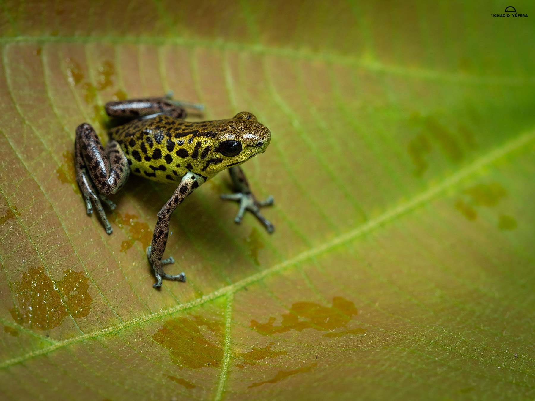 Strawberry Poison Dart Frog (Oophaga pumilio), “Guabo morph”, Fortuna, Panama