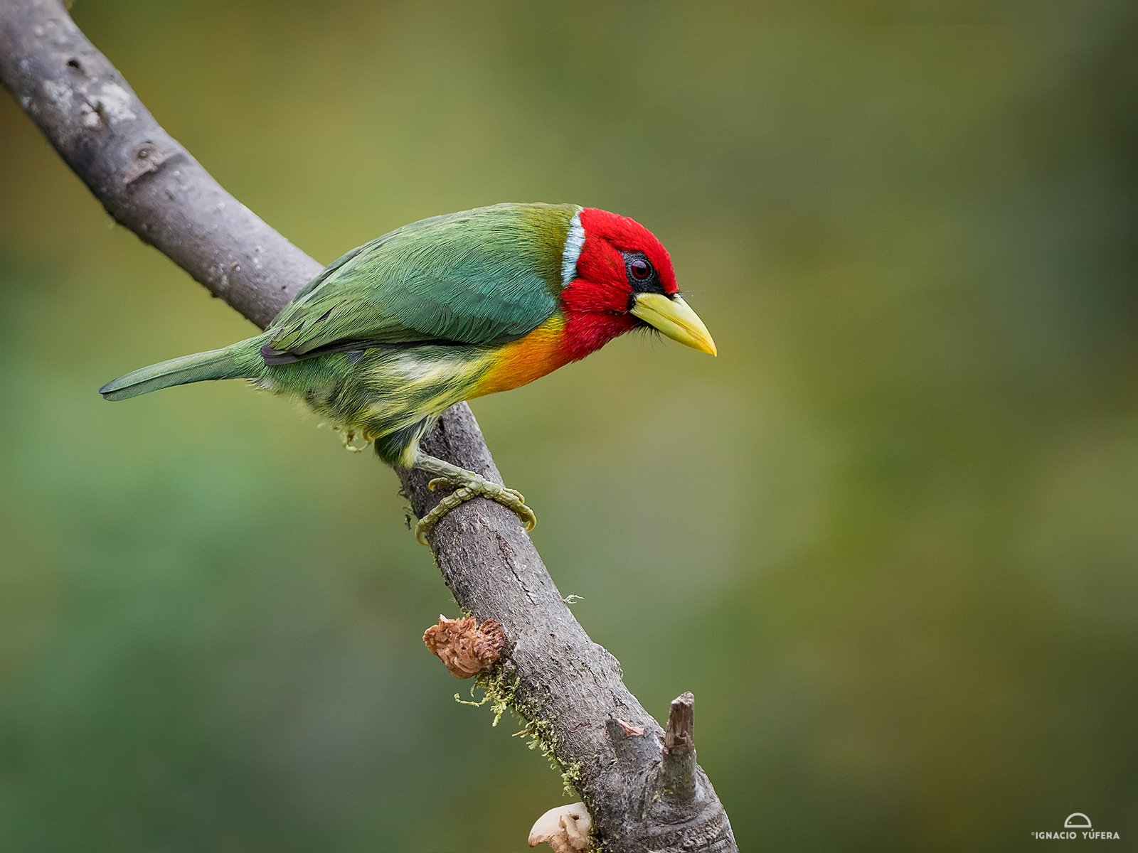 Red-headed-barbet-male-3