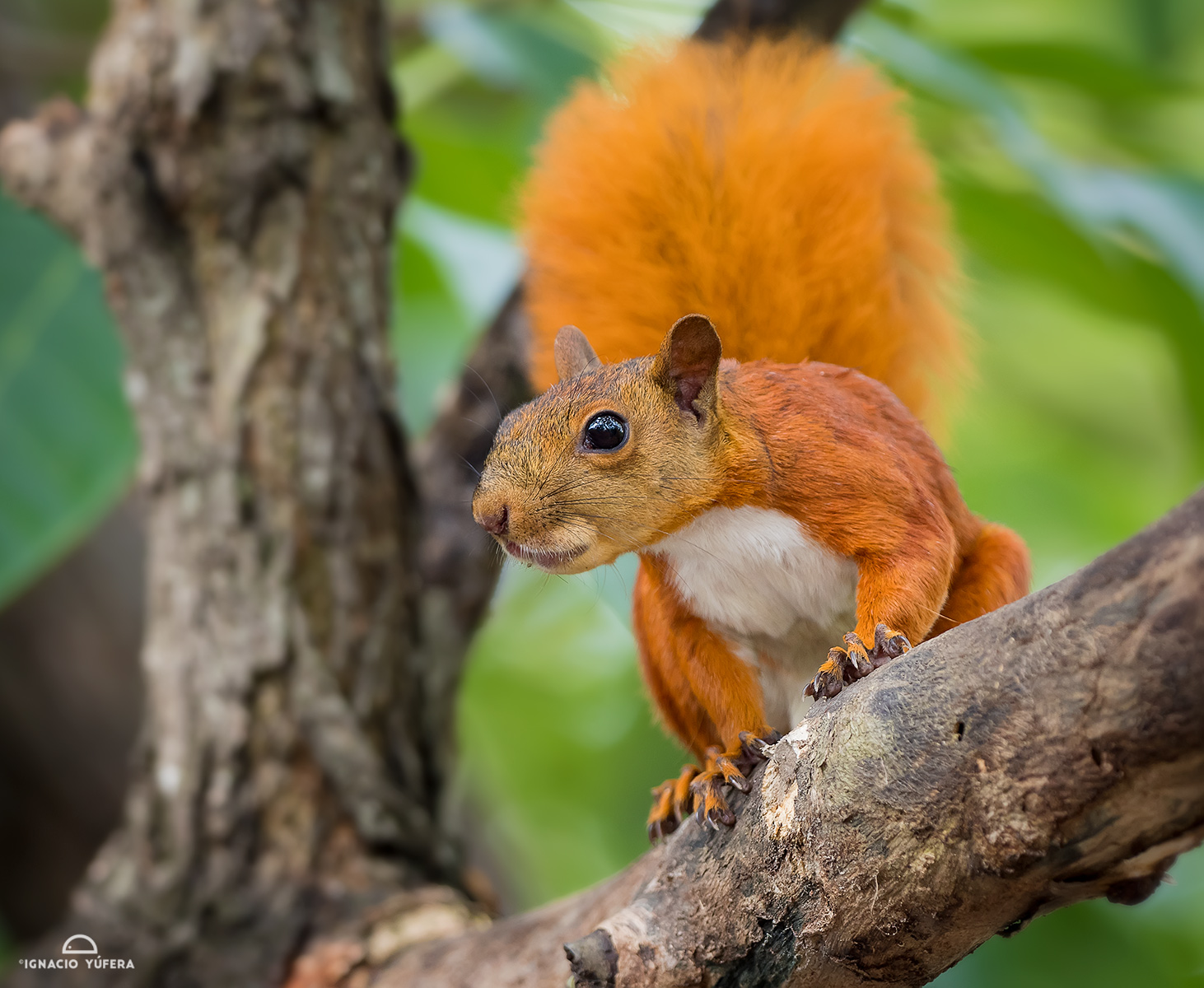 Red-tailed squirrel (Sciurus granatensis), Cartagena, Colombia
