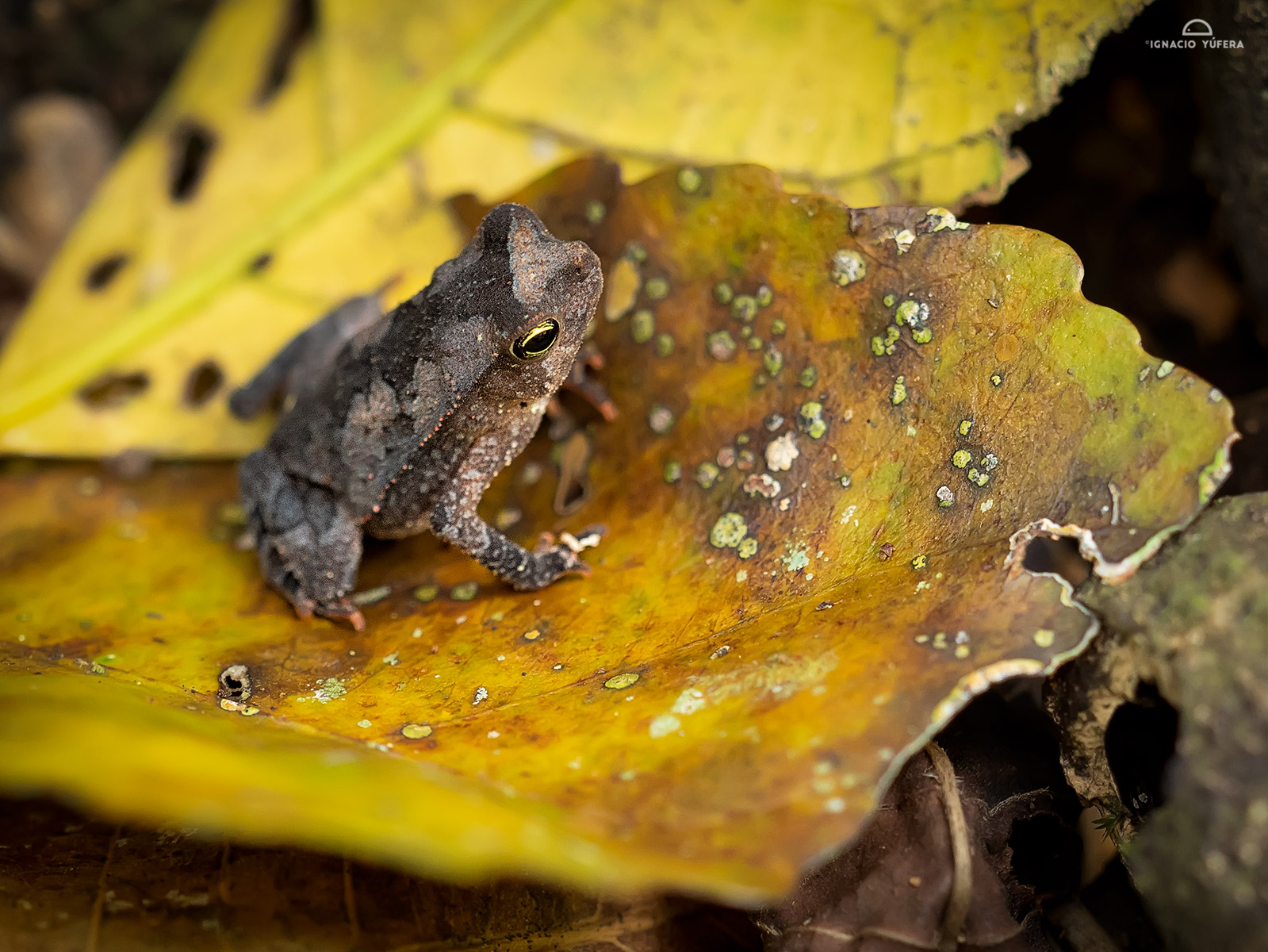 Leaf-litter toad (Rhinella alata), Gamboa, Panama, April