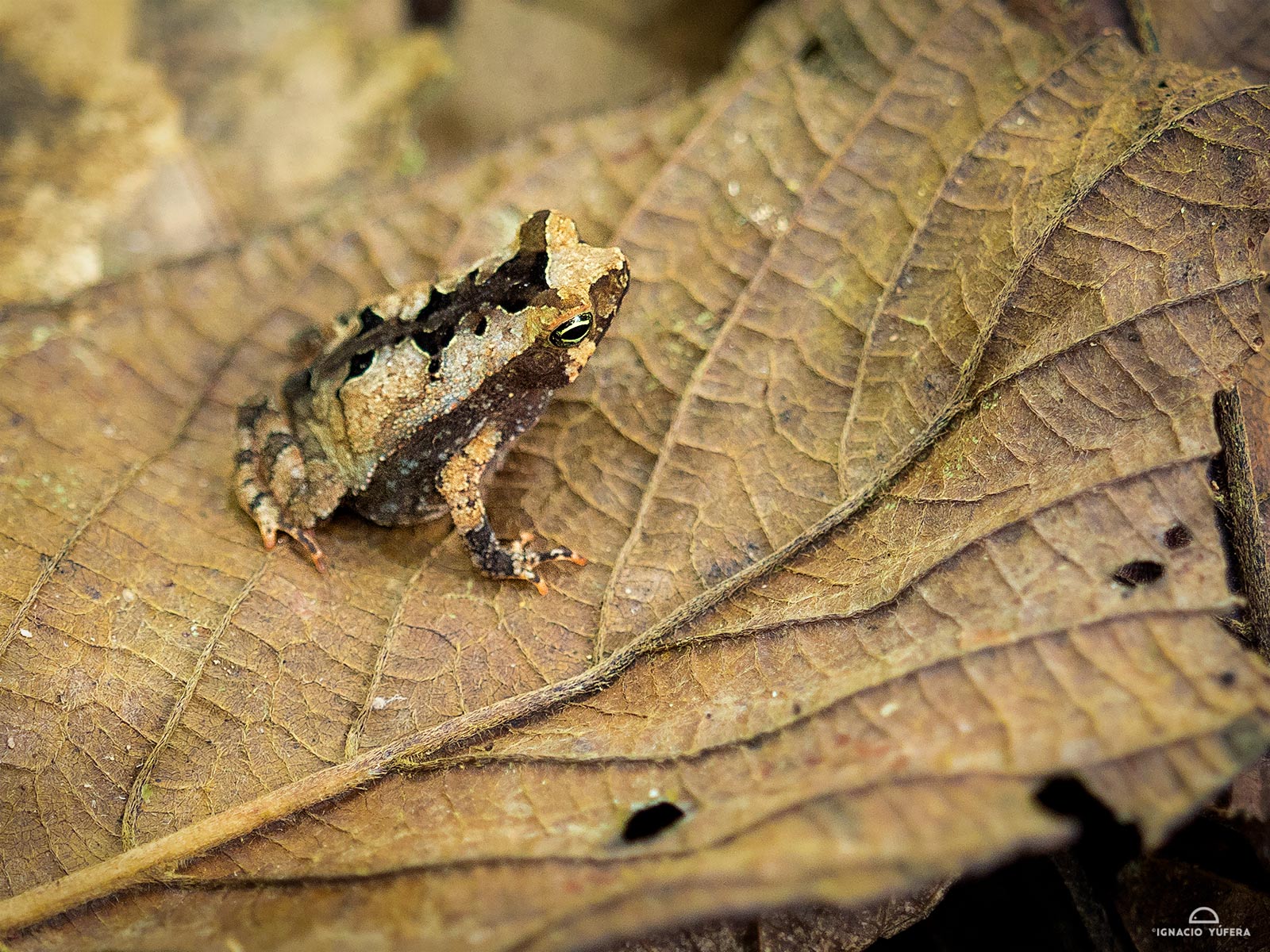 Leaf-litter toad (Rhinella alata), Gamboa, Panama, April
