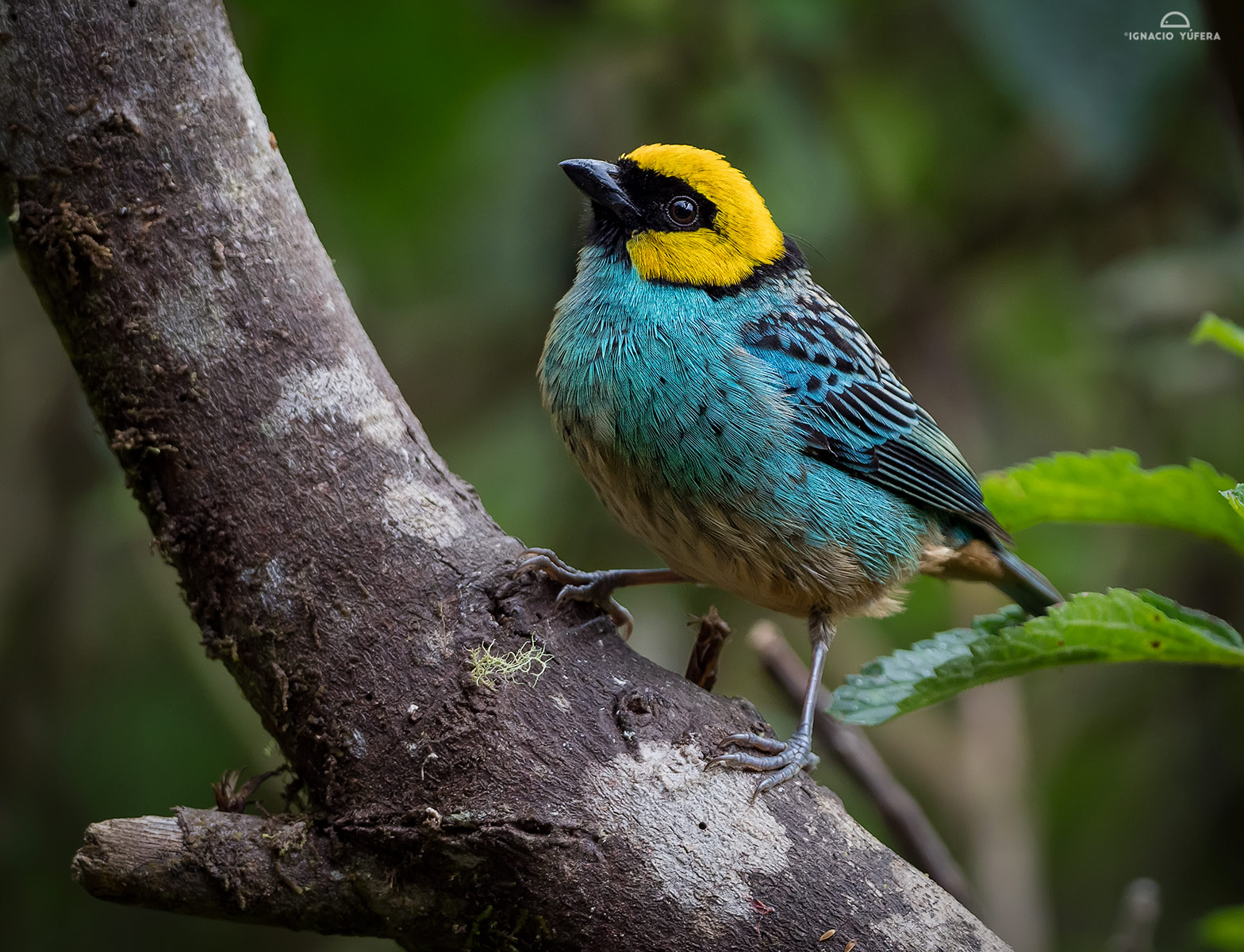 Saffron-crowned Tanager (Tangara xanthocephala), Cauca Valley, Colombia