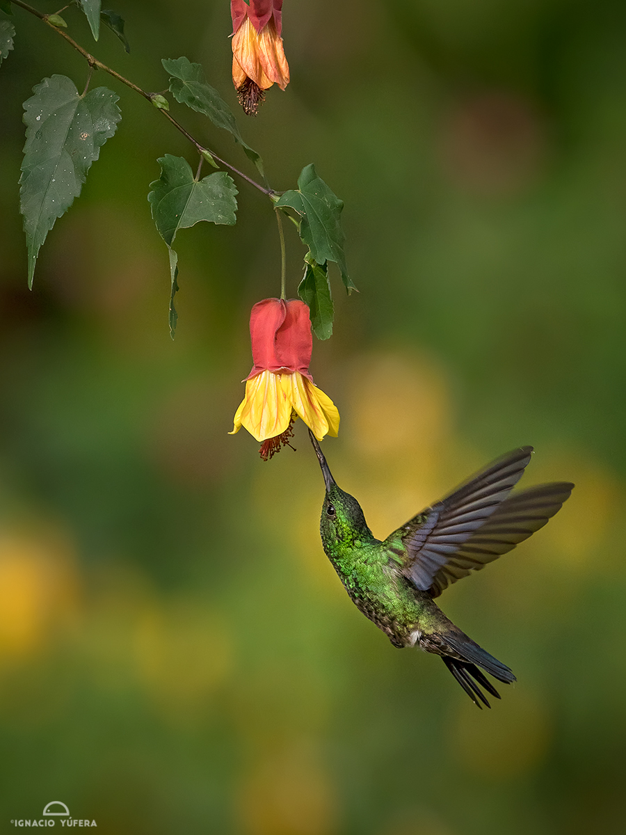 Steely-vented hummingbird (Amazilia saucerottei), near Manizales, Colombia.