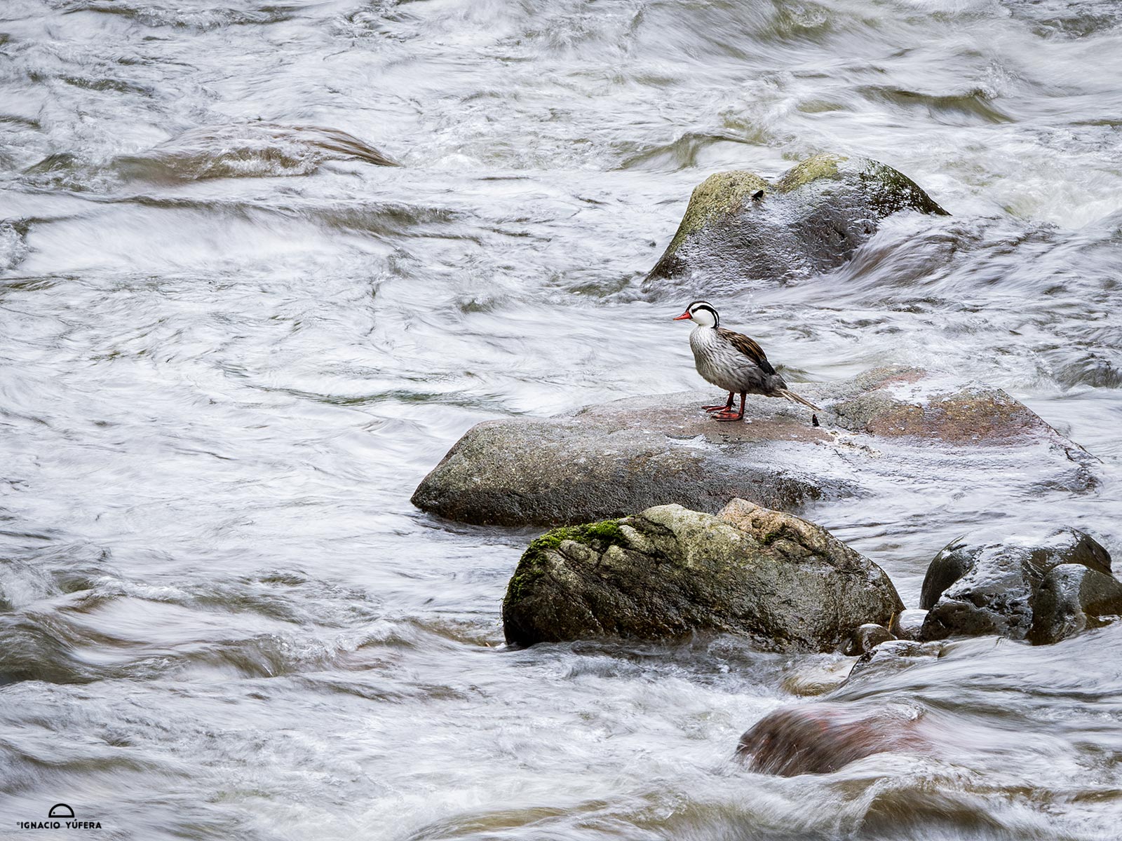 Torrent Duck (Merganetta armata), Cauca Valley, Colombia