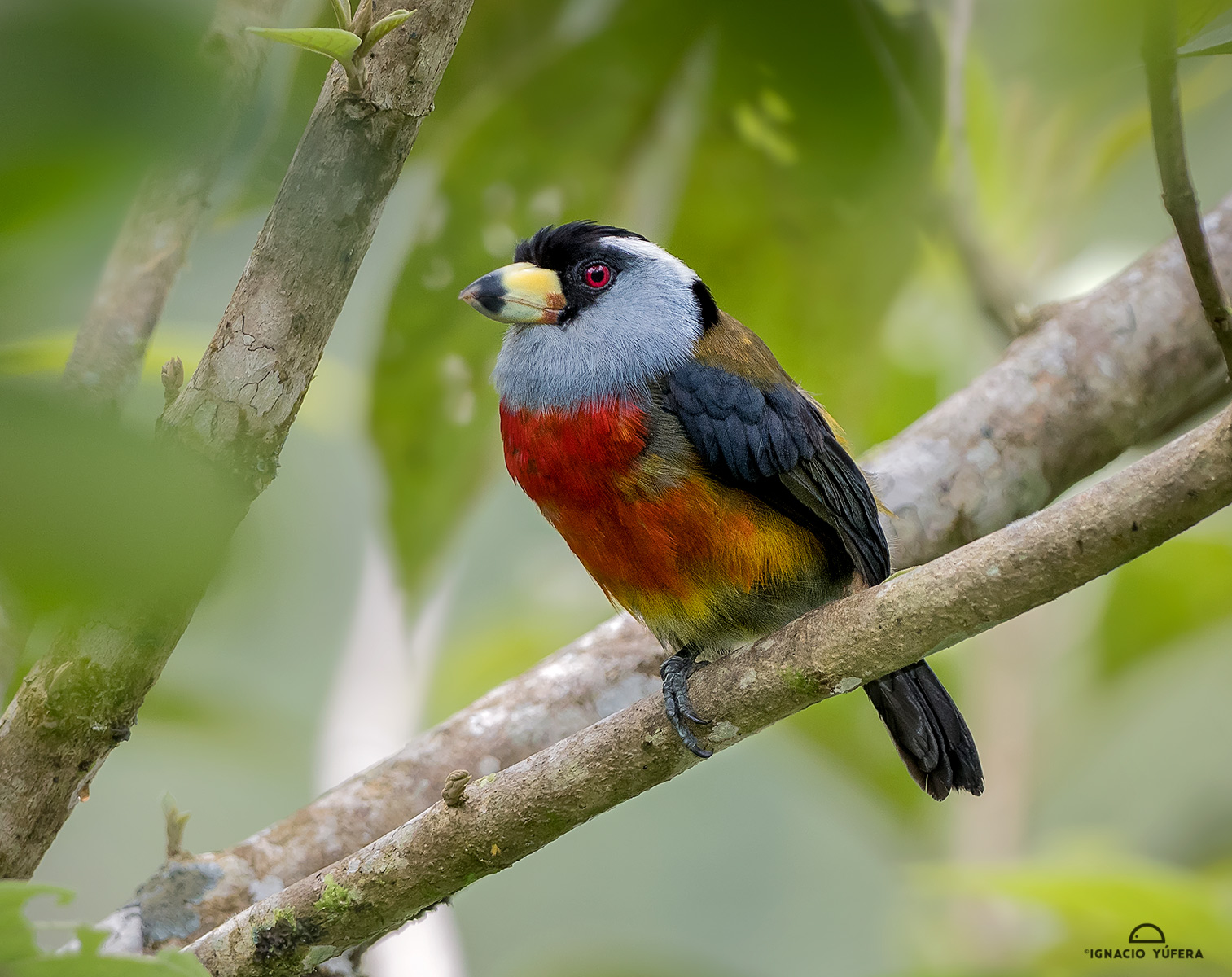 Toucan Barbet (Semnornis ramphastinus), Cauca valley, Colombia