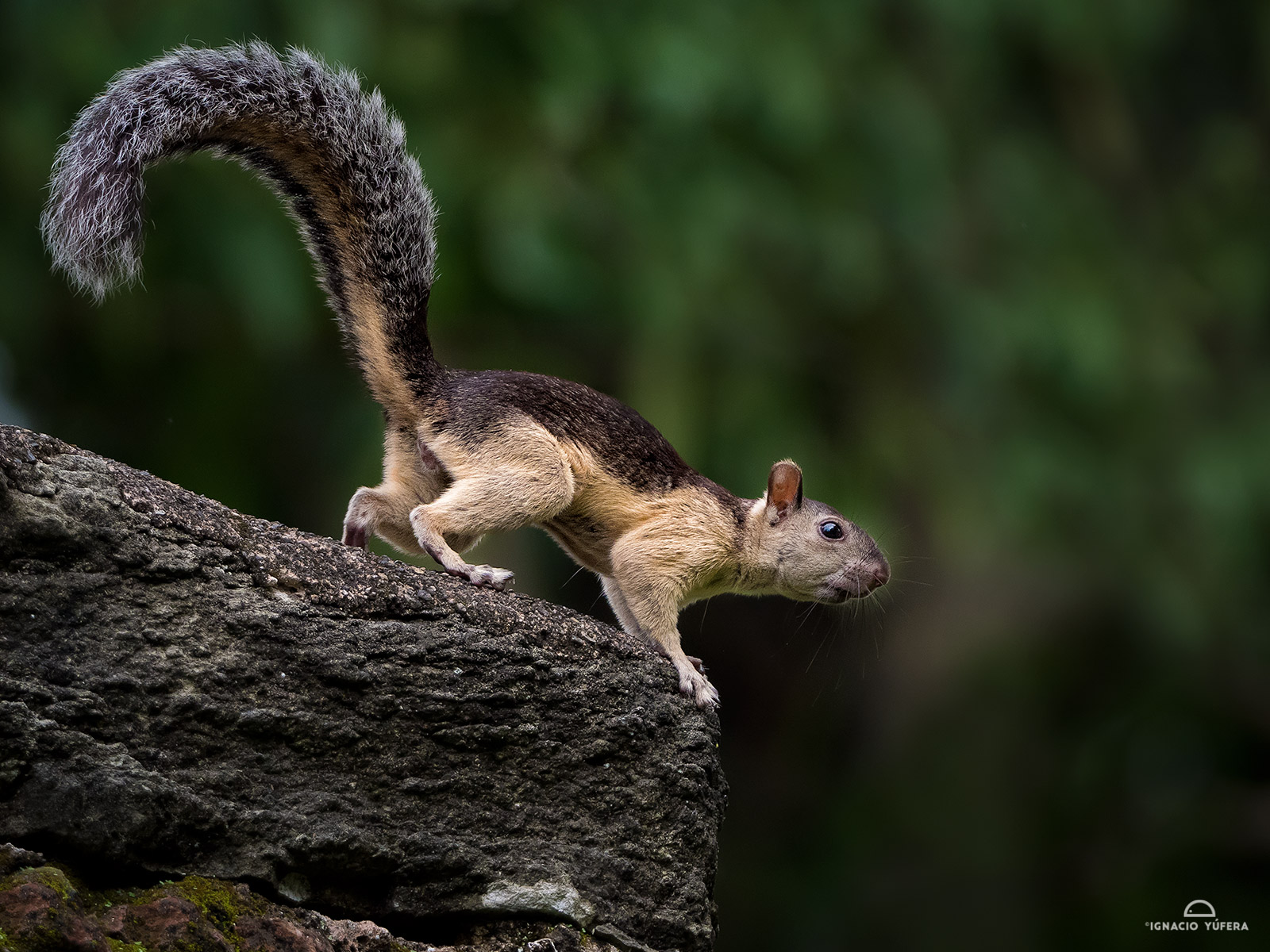 Variegated Squirrel (Sciurus variegatoides), Panama Viejo