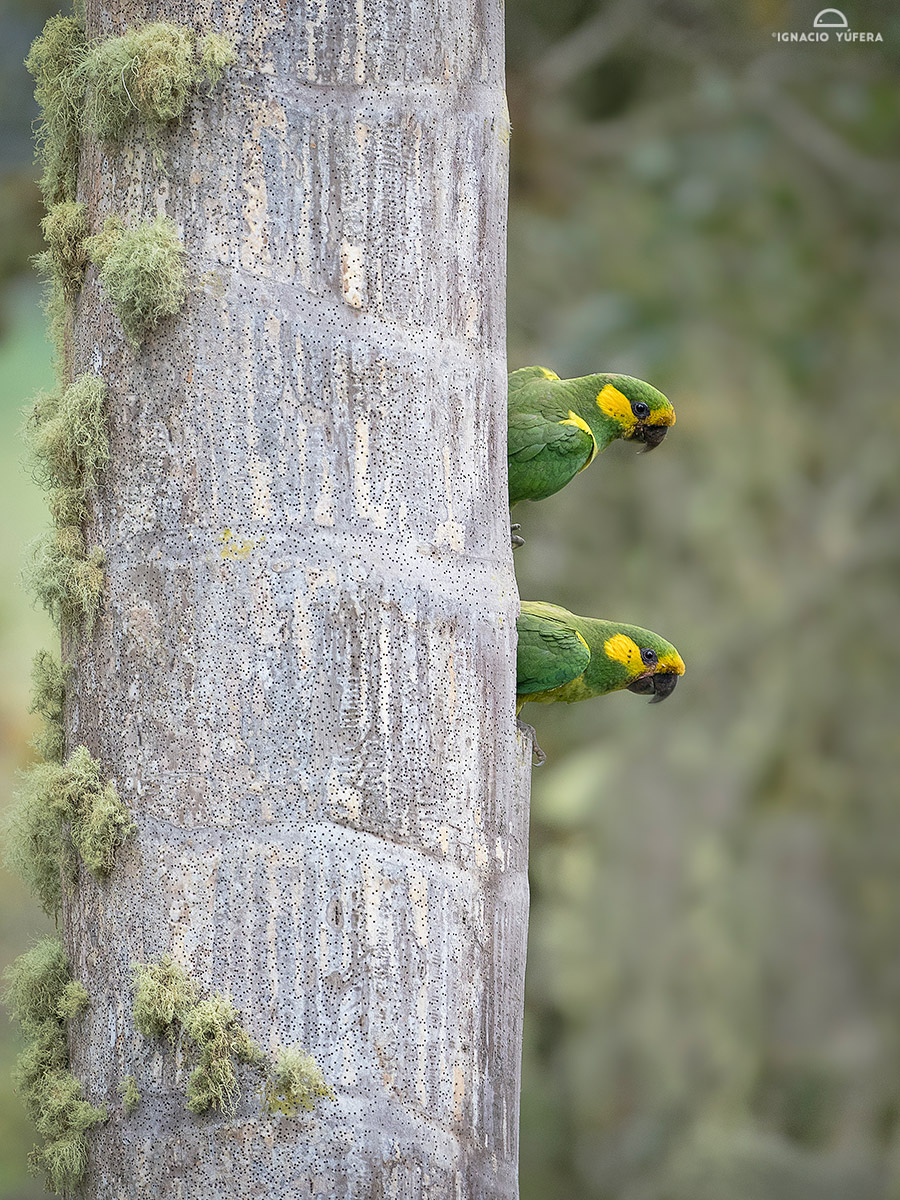 Yellow-eared parrots (Ognorhynchus icterotis), Tolima, Colombia