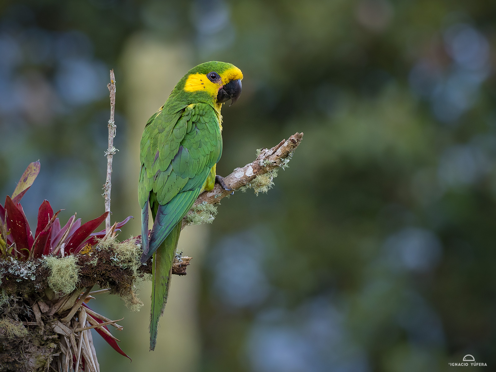 Yellow-eared parrots (Ognorhynchus icterotis), breeding pair mating, Tolima, Colombia