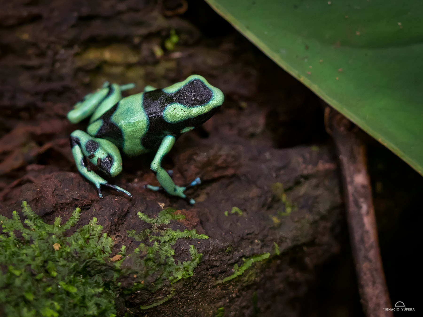 Green-and-black Poison Dart Frog (Dendrobates auratus), Fortuna, Panama, June