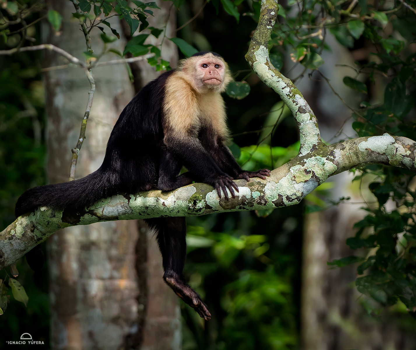 White-faced Capuchin (Cebus capucinus), Lake Gatún, Panama