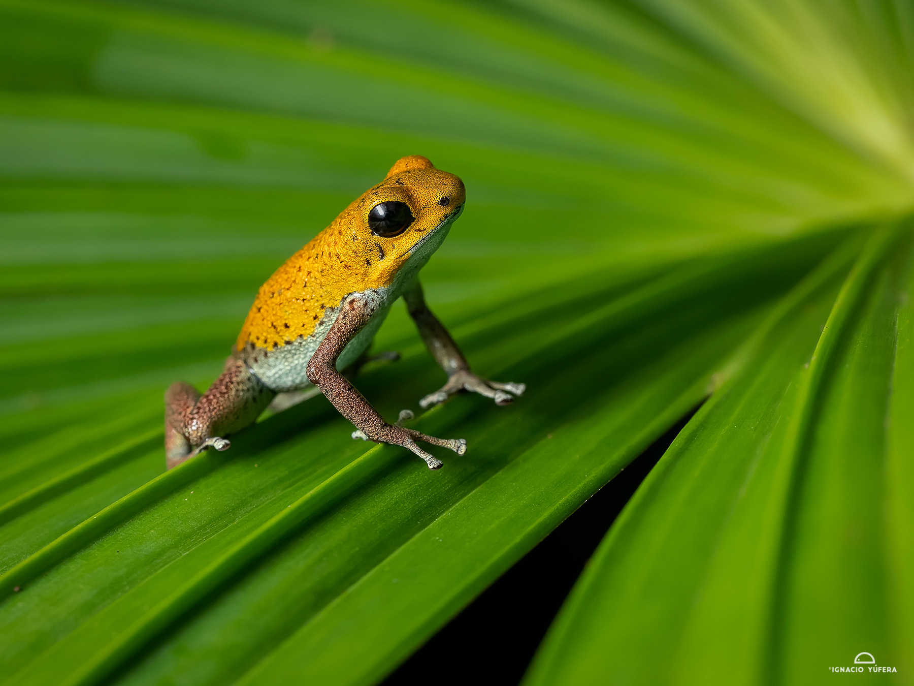 Strawberry Poison Dart Frog (Oophaga pumilio), “Bisira morph”, Fortuna, Panama