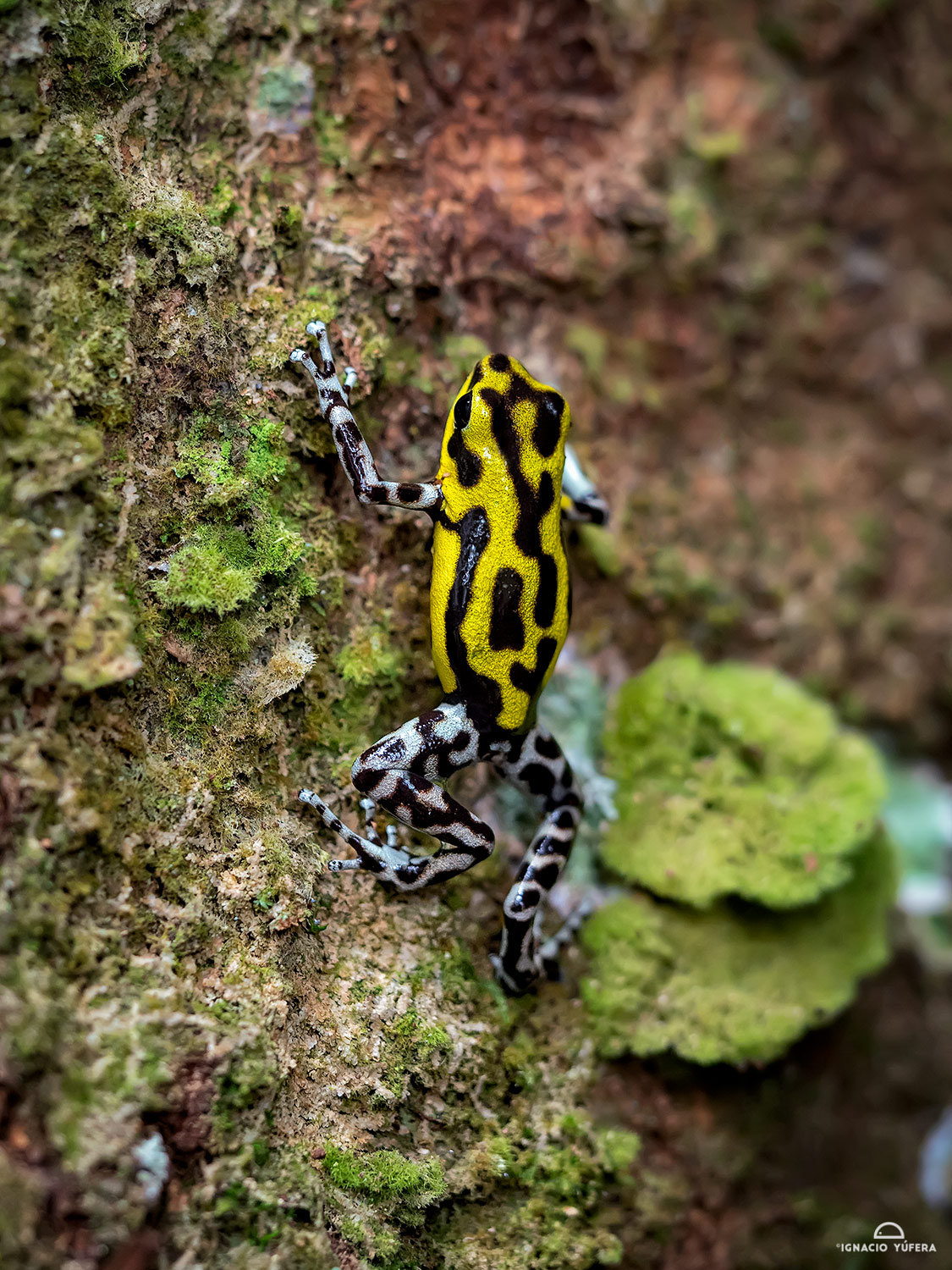 Strawberry Poison Dart Frog (Oophaga pumilio), “Guarumo morph”, Fortuna, Panama