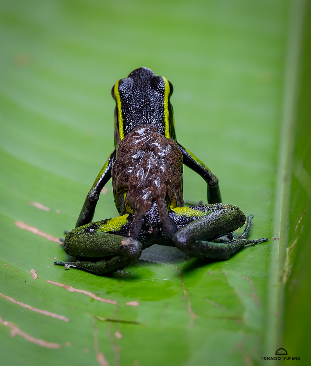 Three-striped Poison-arrow Frog (Ameerega trivittata), male carrying tadpoles, near Tefé, Amazonas, Brazil, June