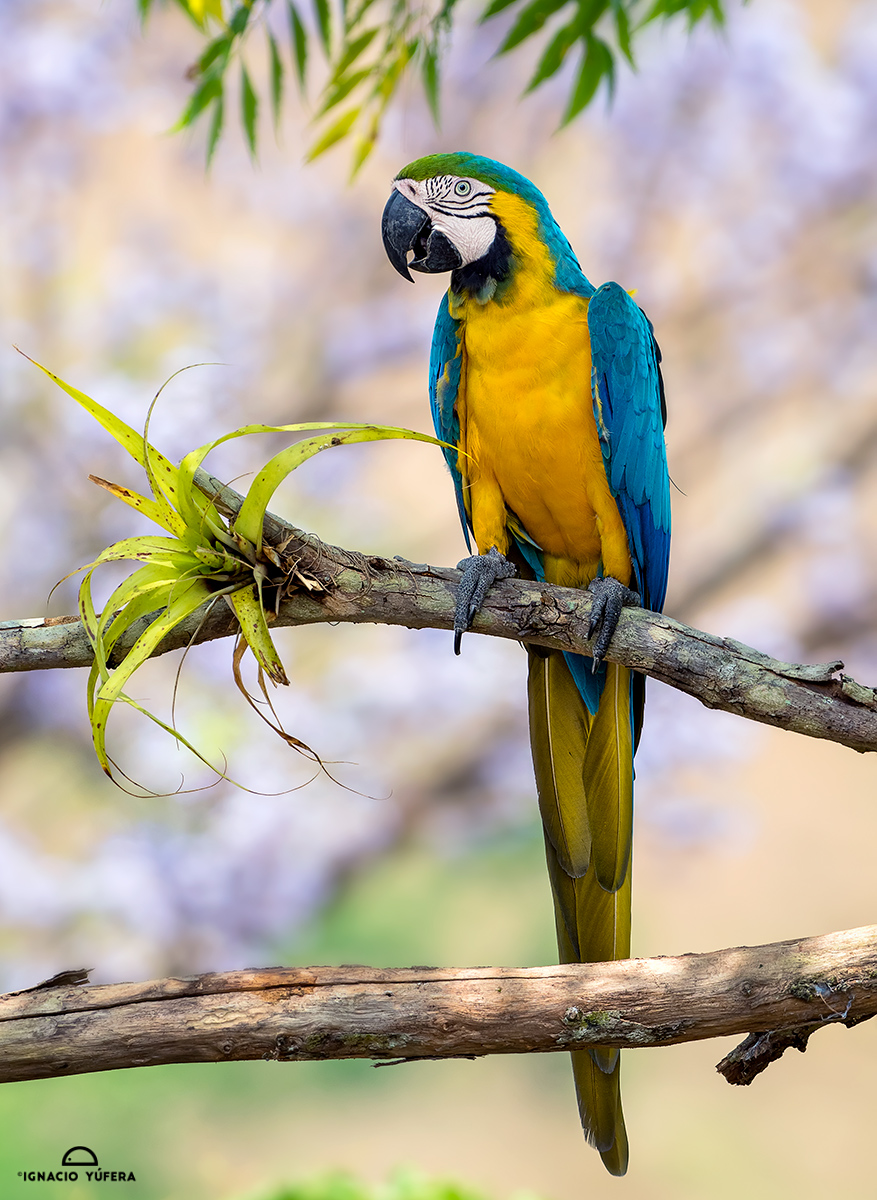 Blue-and Yellow Macaw (Ara ararauna), Cauca Valley, Colombia