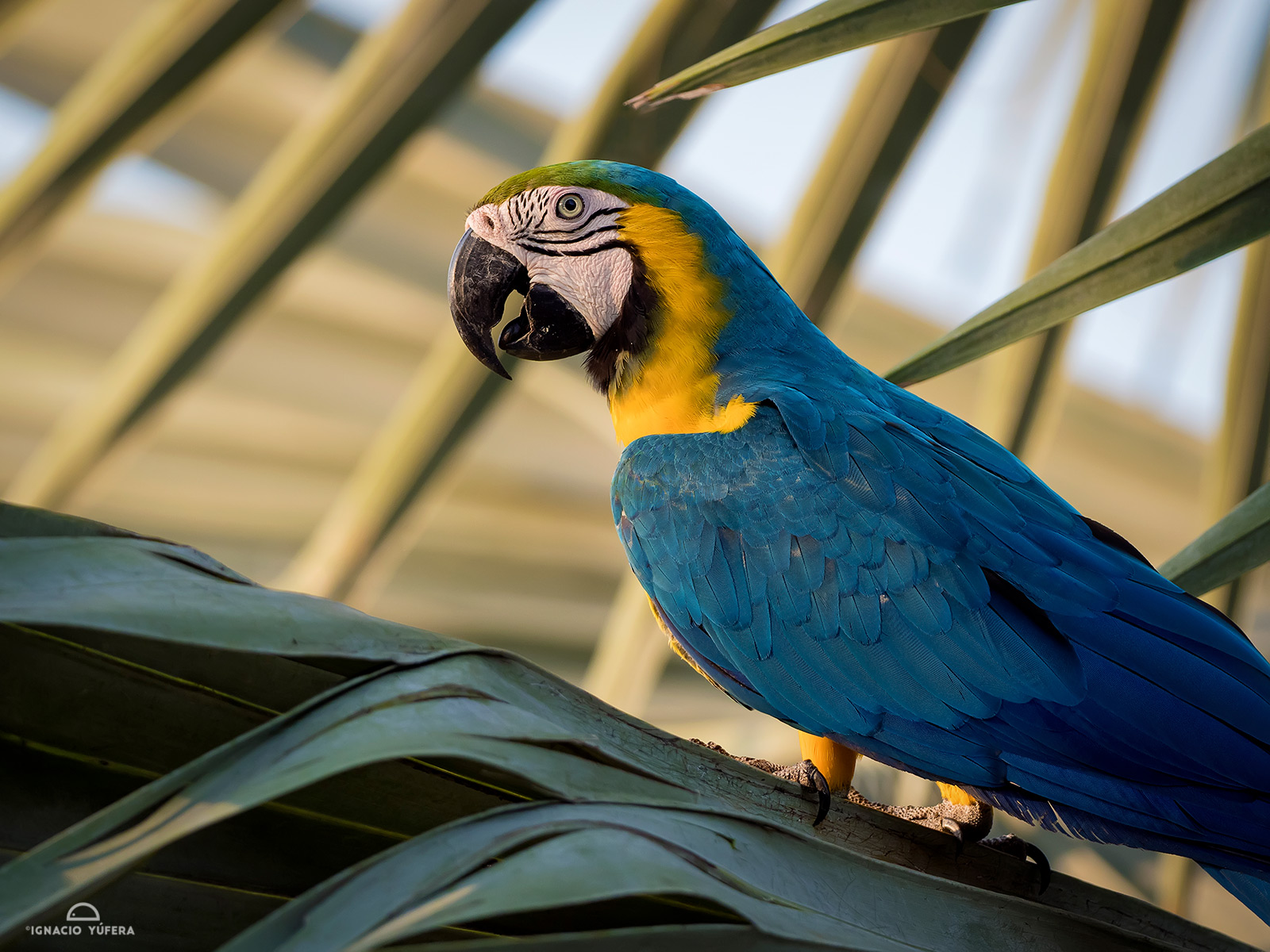 Blue-and Yellow Macaw (Ara ararauna), Cauca Valley, Colombiaa-palm