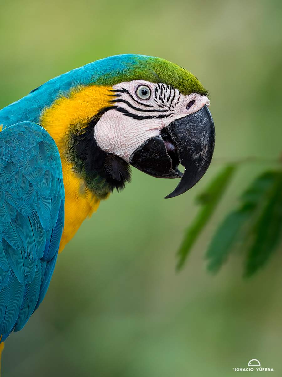 Blue-and Yellow Macaw (Ara ararauna), Cauca Valley, Colombia