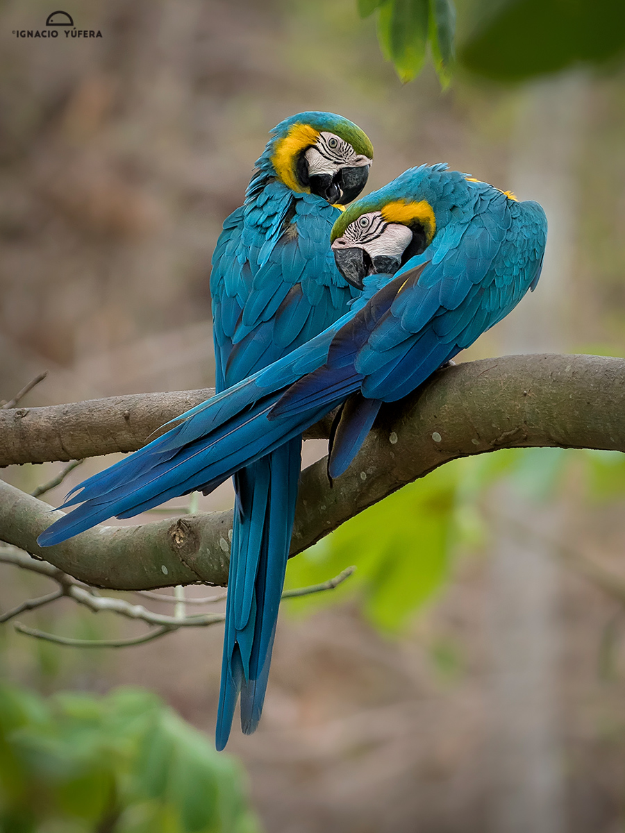 Blue-and Yellow Macaw (Ara ararauna), pair preening, Cauca Valley, Colombia